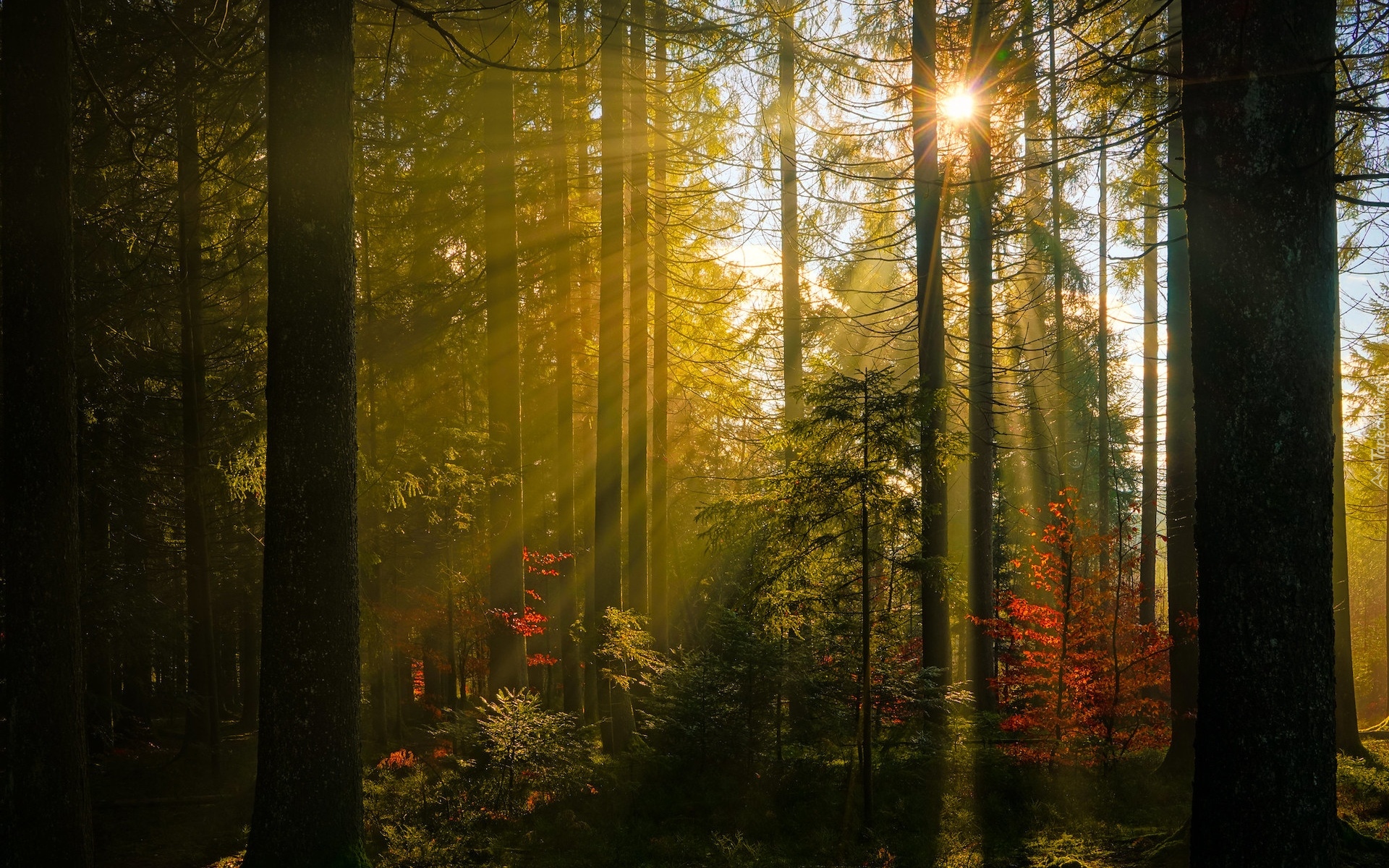 Las, Drzewa, Promienie, Przebijające światło