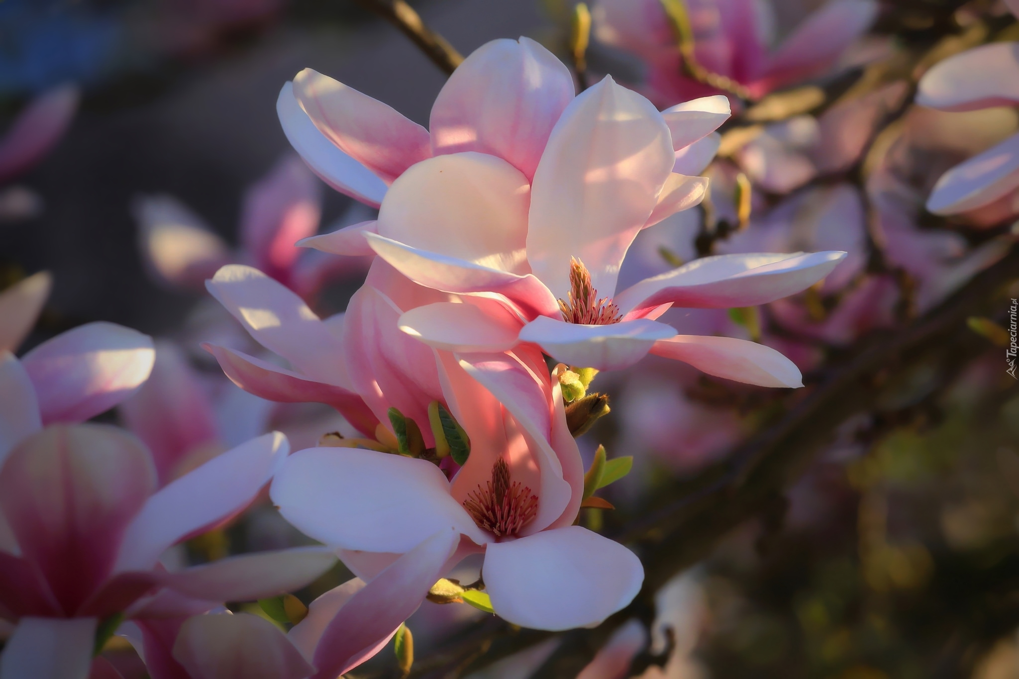 Kwiaty, Magnolia, Światło, Rozmycie