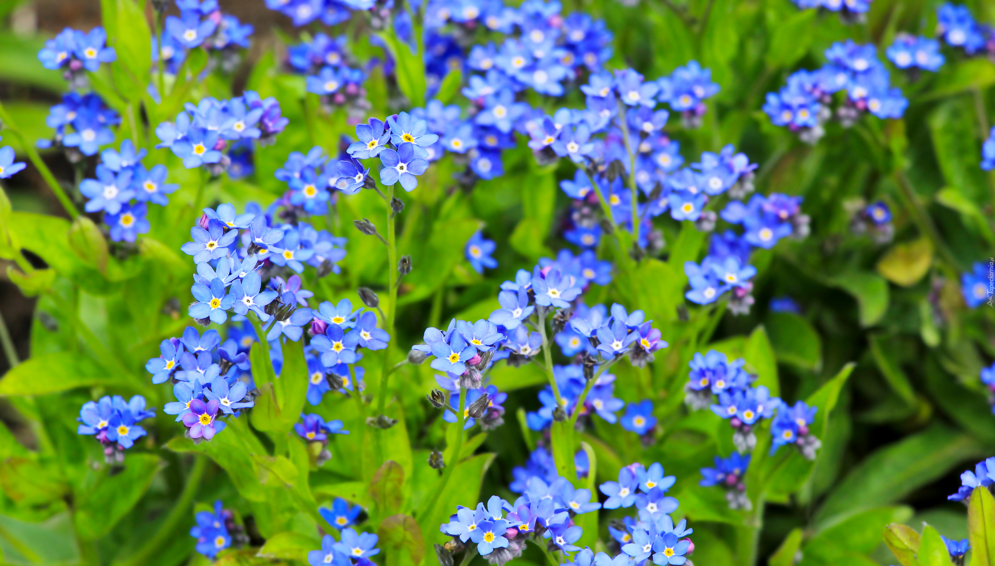 Niebieskie, Kwiaty, Niezapominajki, Zbliżenie