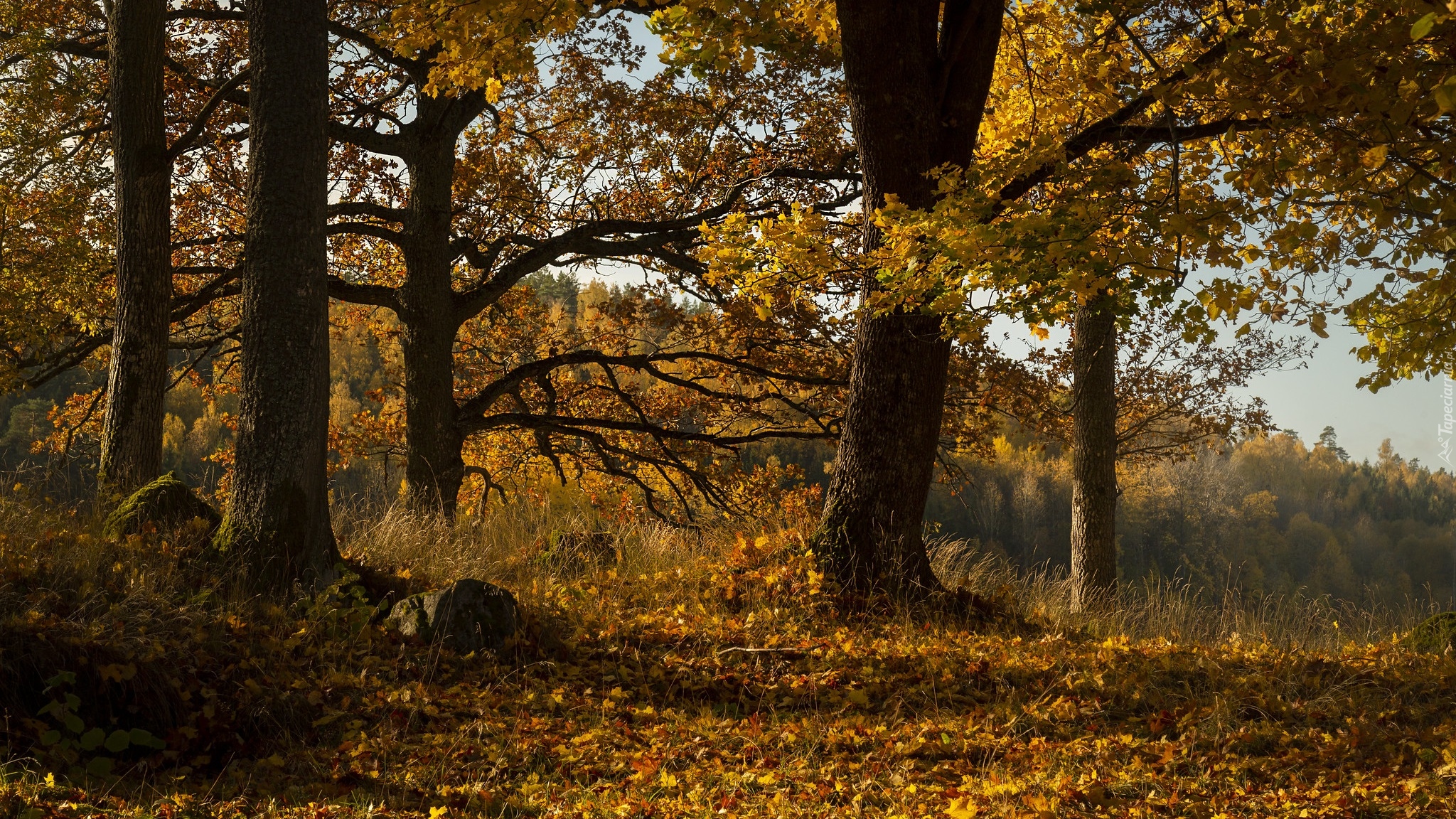 Jesień, Las, Drzewa, Dęby, Żółte, Liście