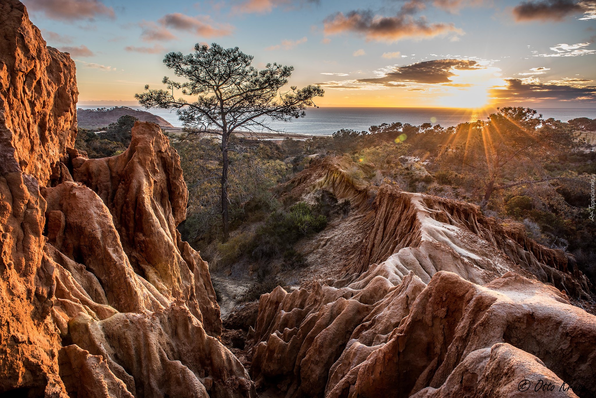 Rezerwat Stanowy, Torrey Pines, Kalifornia, Skały, Drzewo, Zachód słońca