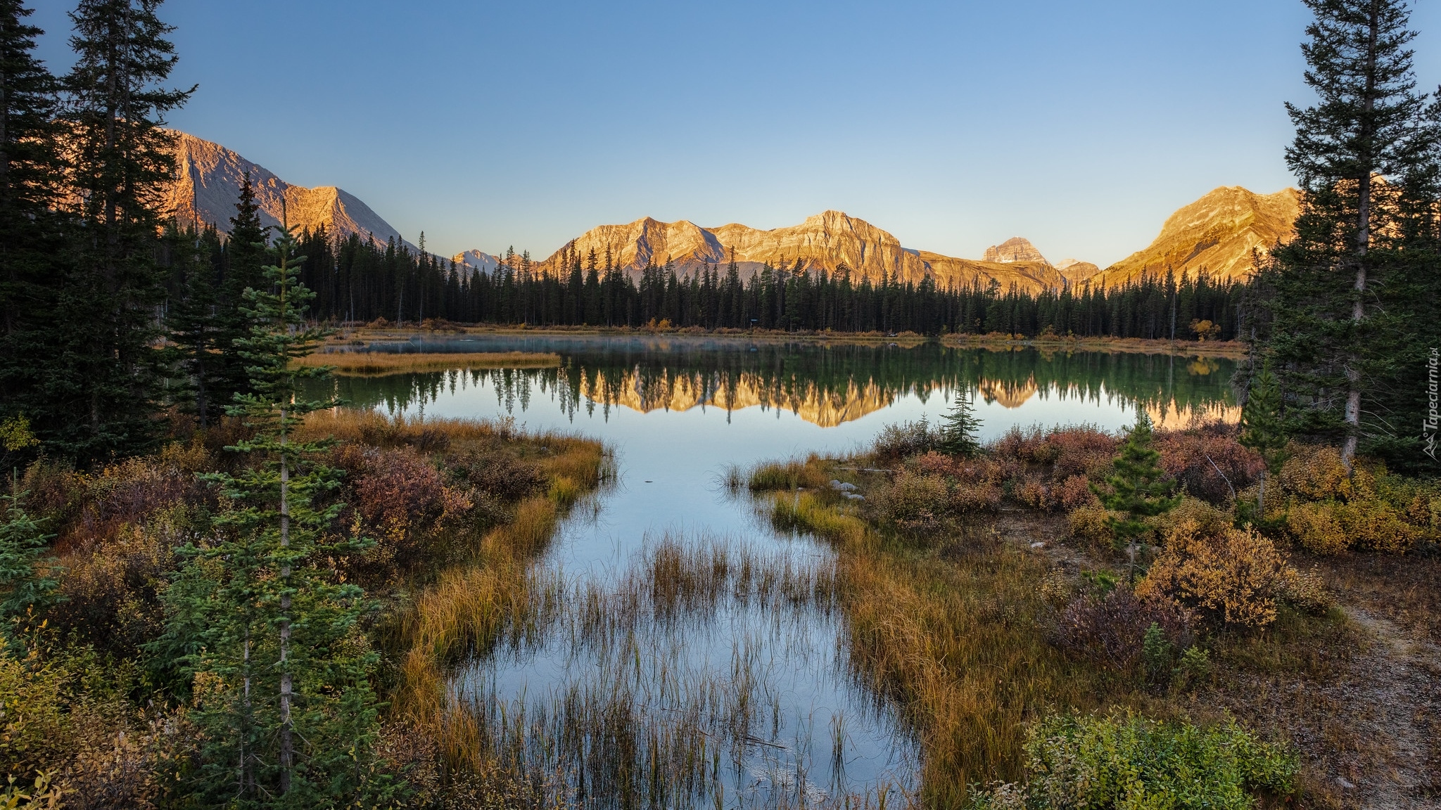Góry Skaliste, Staw, Buller Pond, Drzewa, Rośliny, Alberta, Kanada