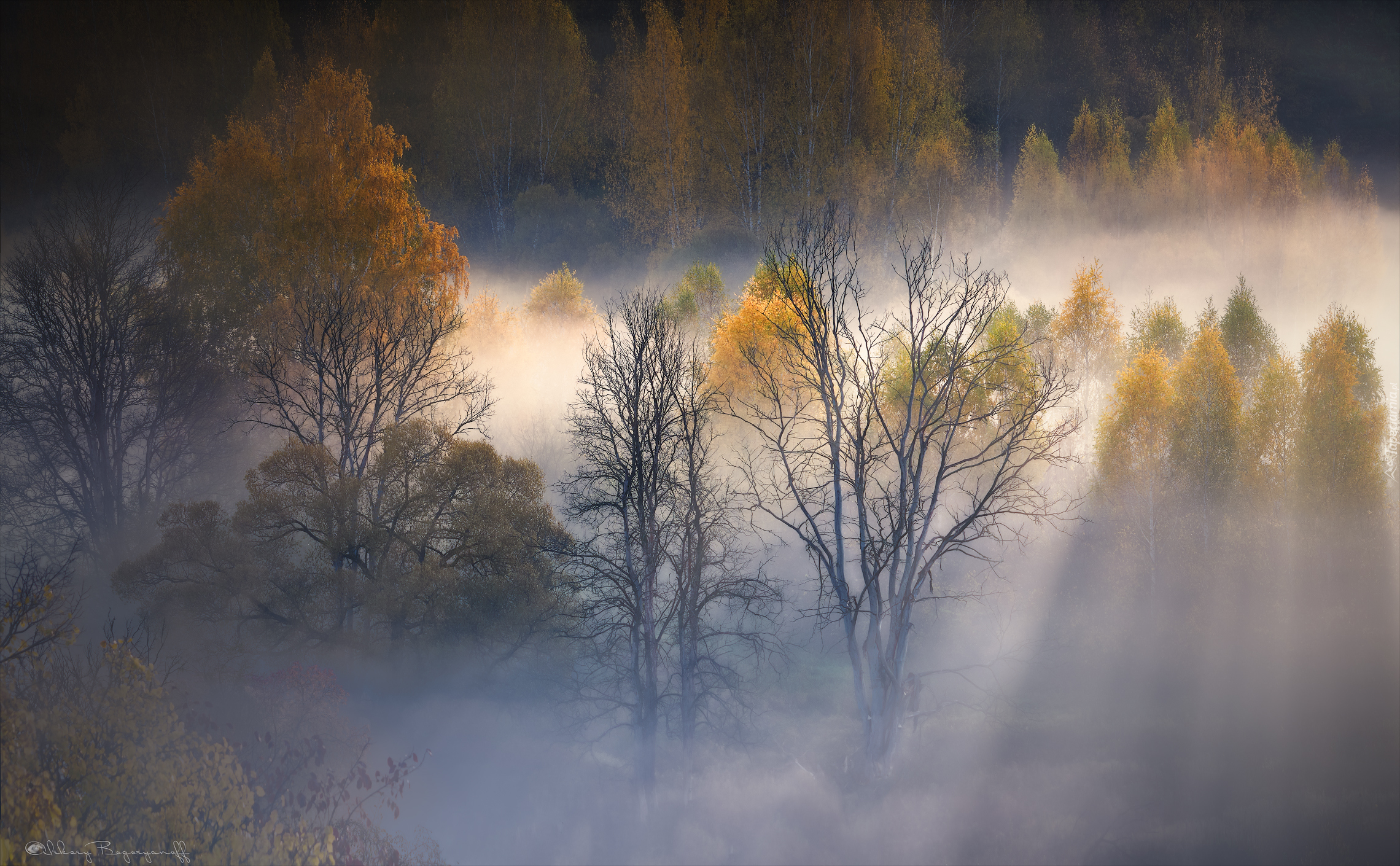 Jesienne, Drzewa, Mgła, Jesień