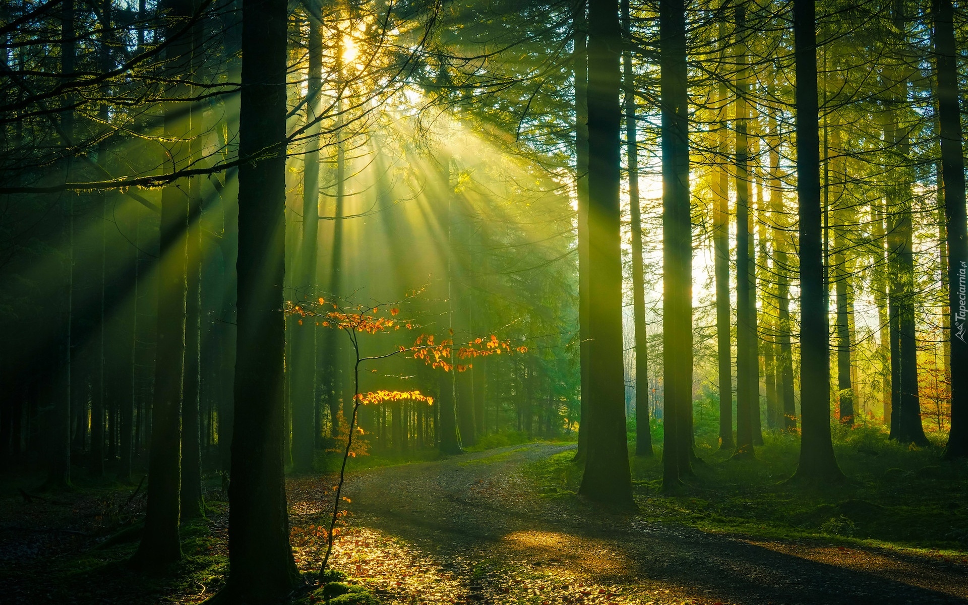 Drzewa, Przebijające światło, Ścieżka, Las