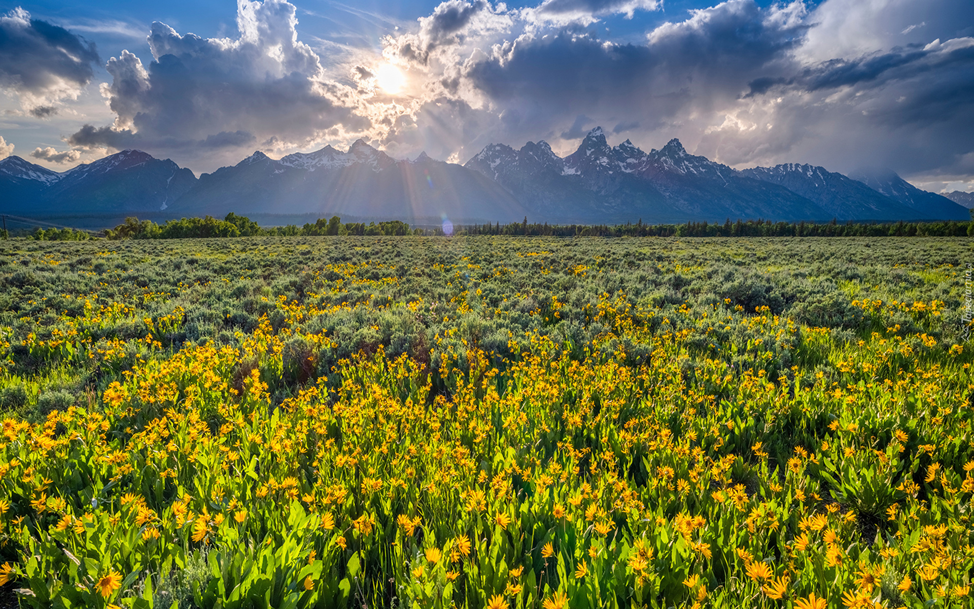 Park Narodowy Grand Teton, Góry, Drzewa, Łąka, Kwiaty, Chmury, Promienie słońca, Stany Zjednoczone