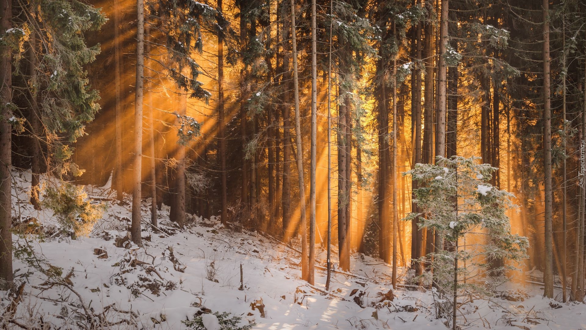 Zima, Las, Przebijające światło