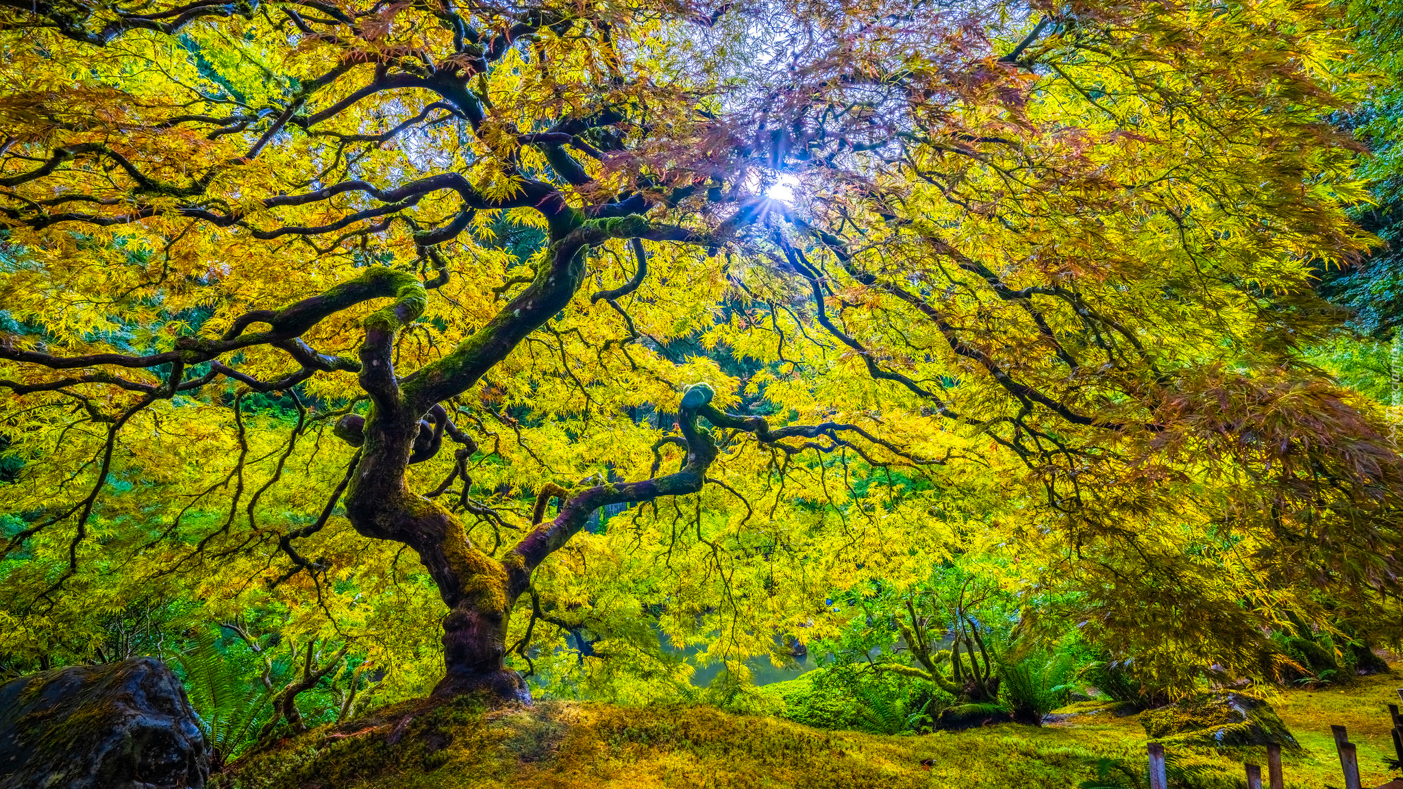 Drzewo, Klon palmowy, Promienie słońca, Kamień, Ogród japoński, Stan Oregon, Stany Zjednoczone