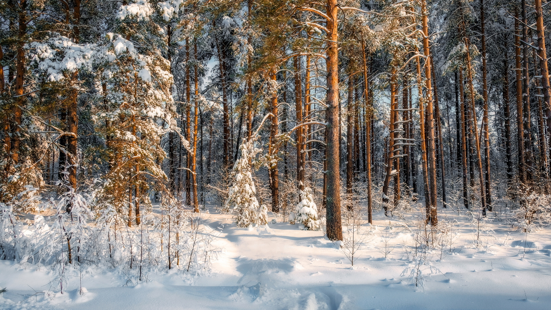 Las, Drzewa, Sosny, Śnieg, Zima