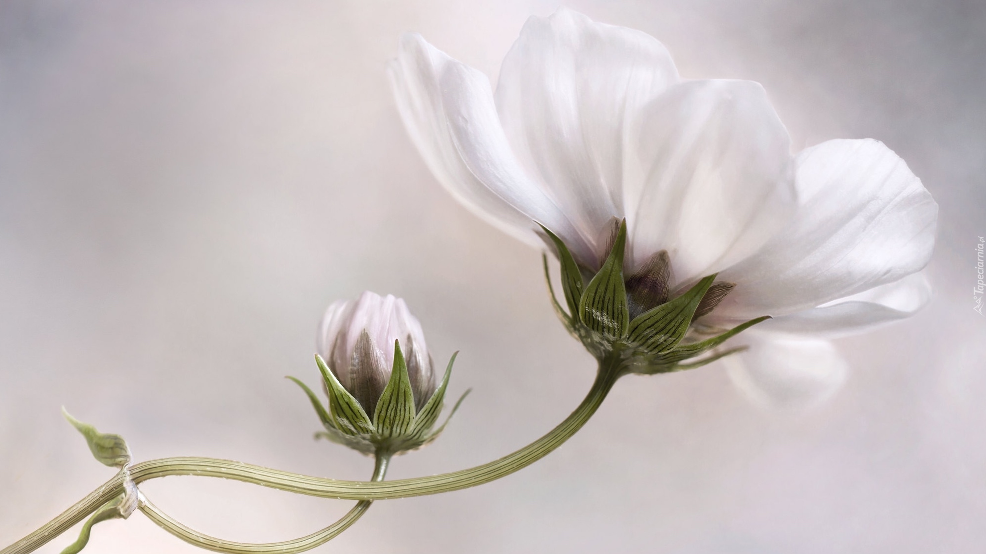 Biały, Kwiat, Pąk