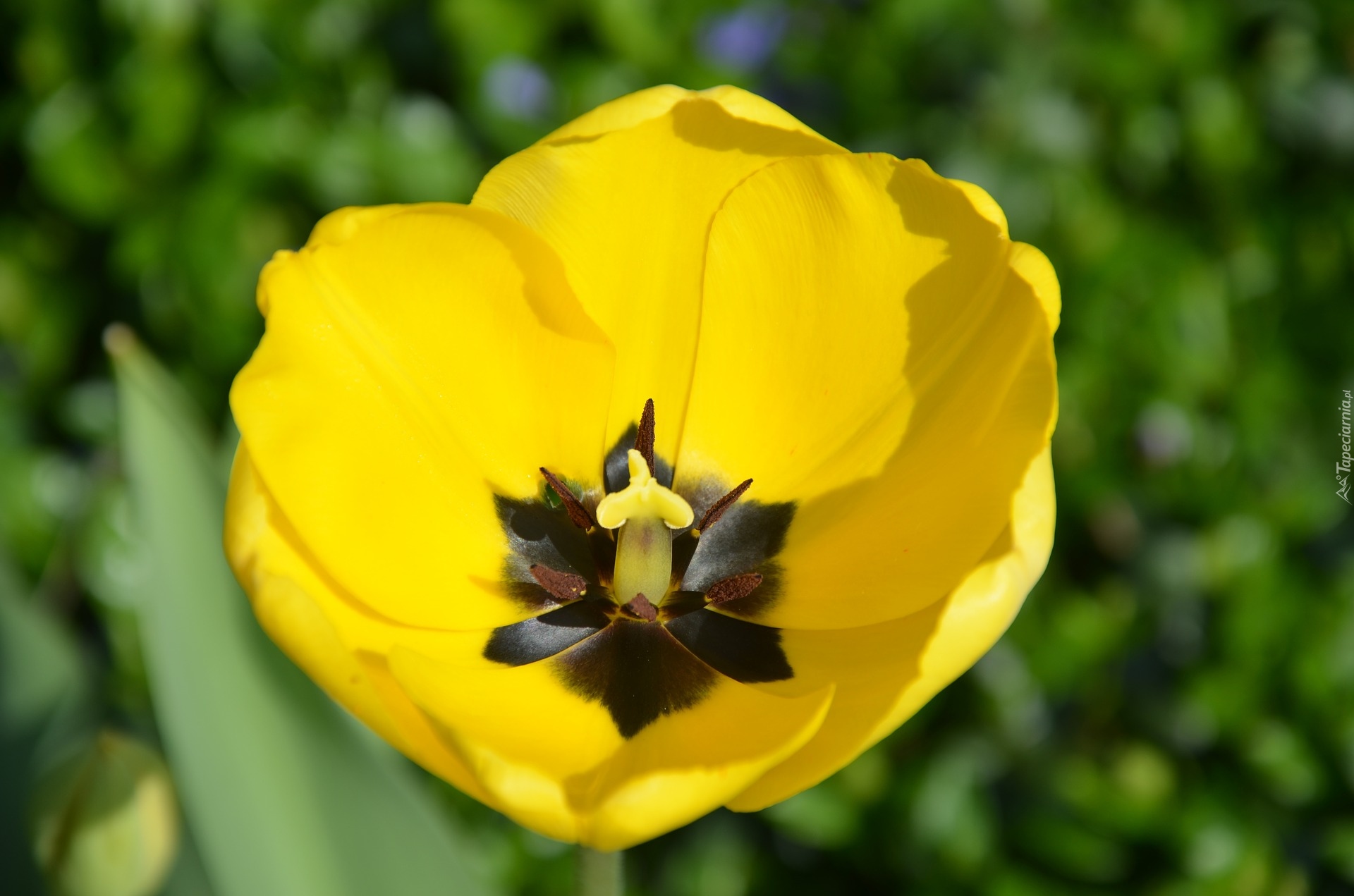 Rozwinięty, Żółty, Tulipan