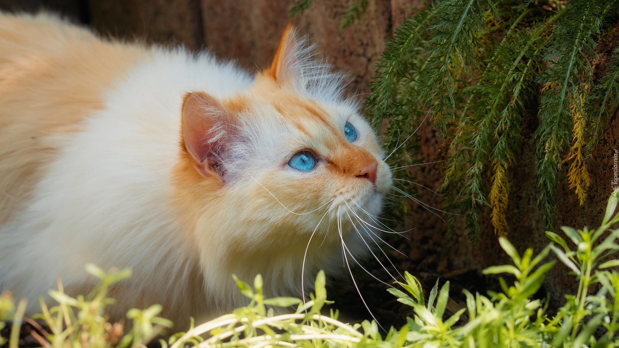 Kot, Niebieskooki, Gałązki, Rośliny