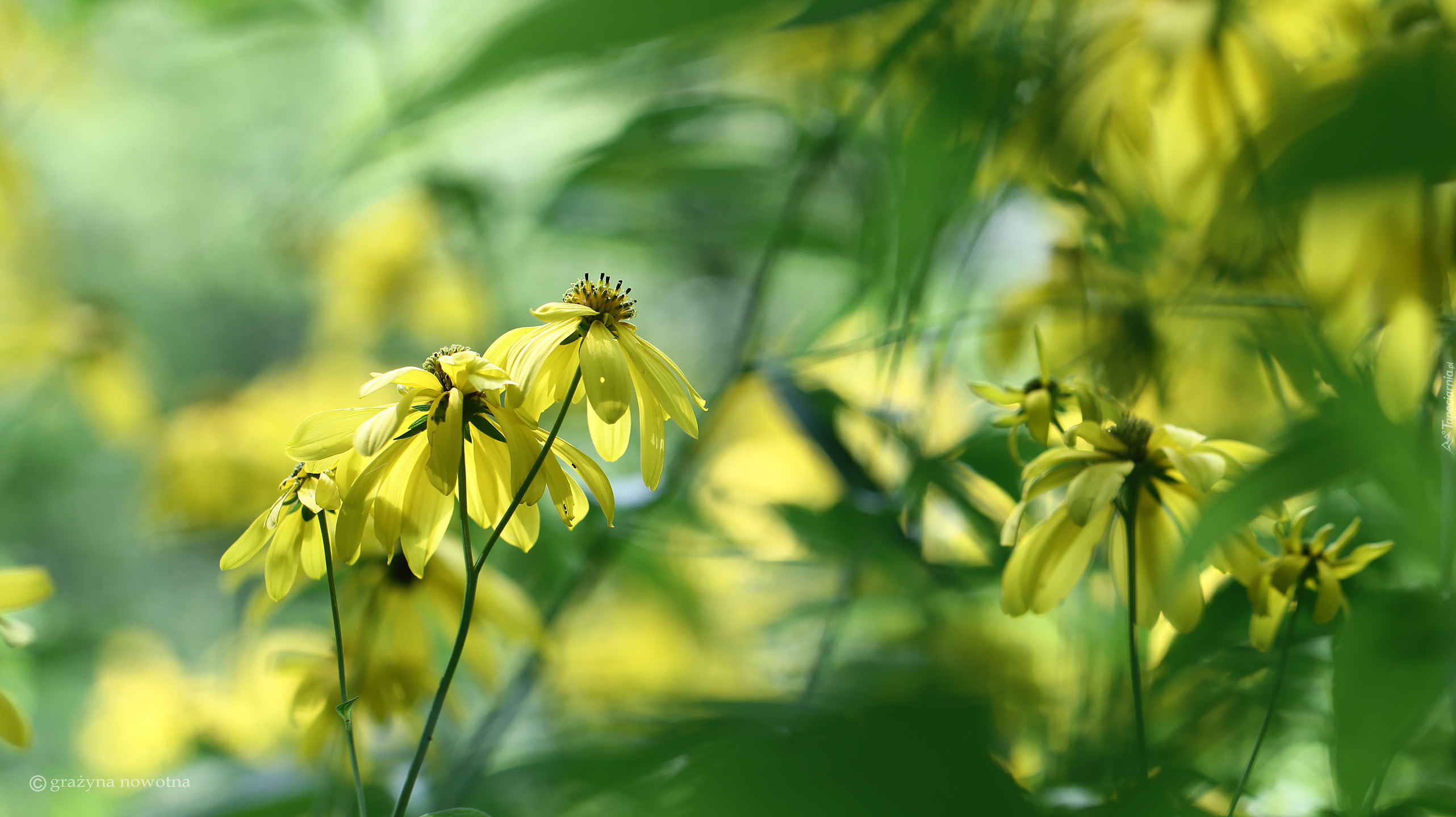 Rudbekia naga, Żółte, Kwiaty