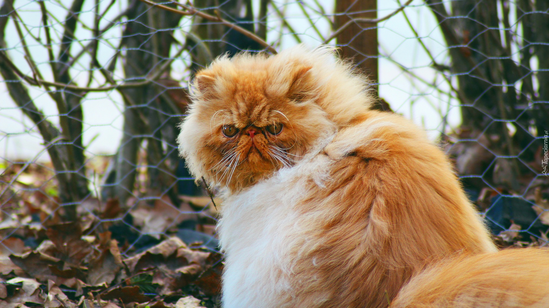 Rudo-biały, Kot perski