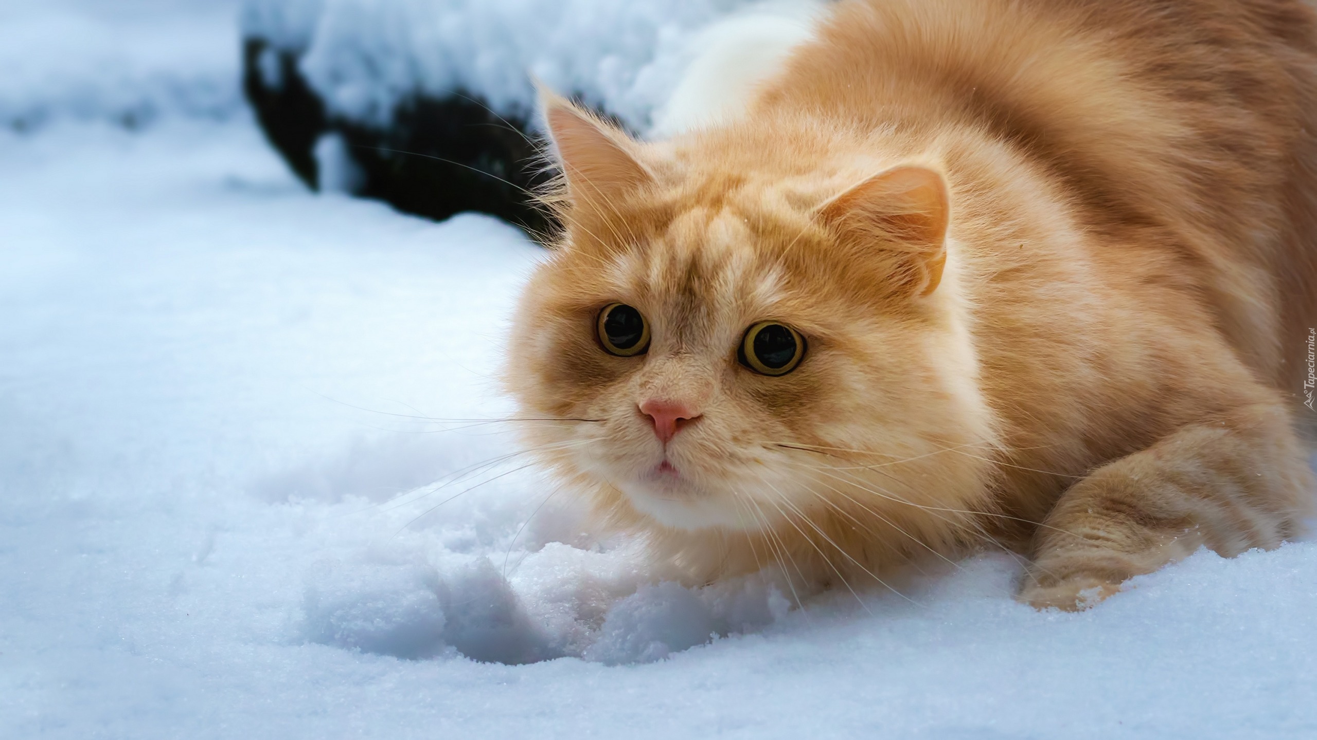 Kot brytyjski długowłosy, Rudy, Zima, Śnieg