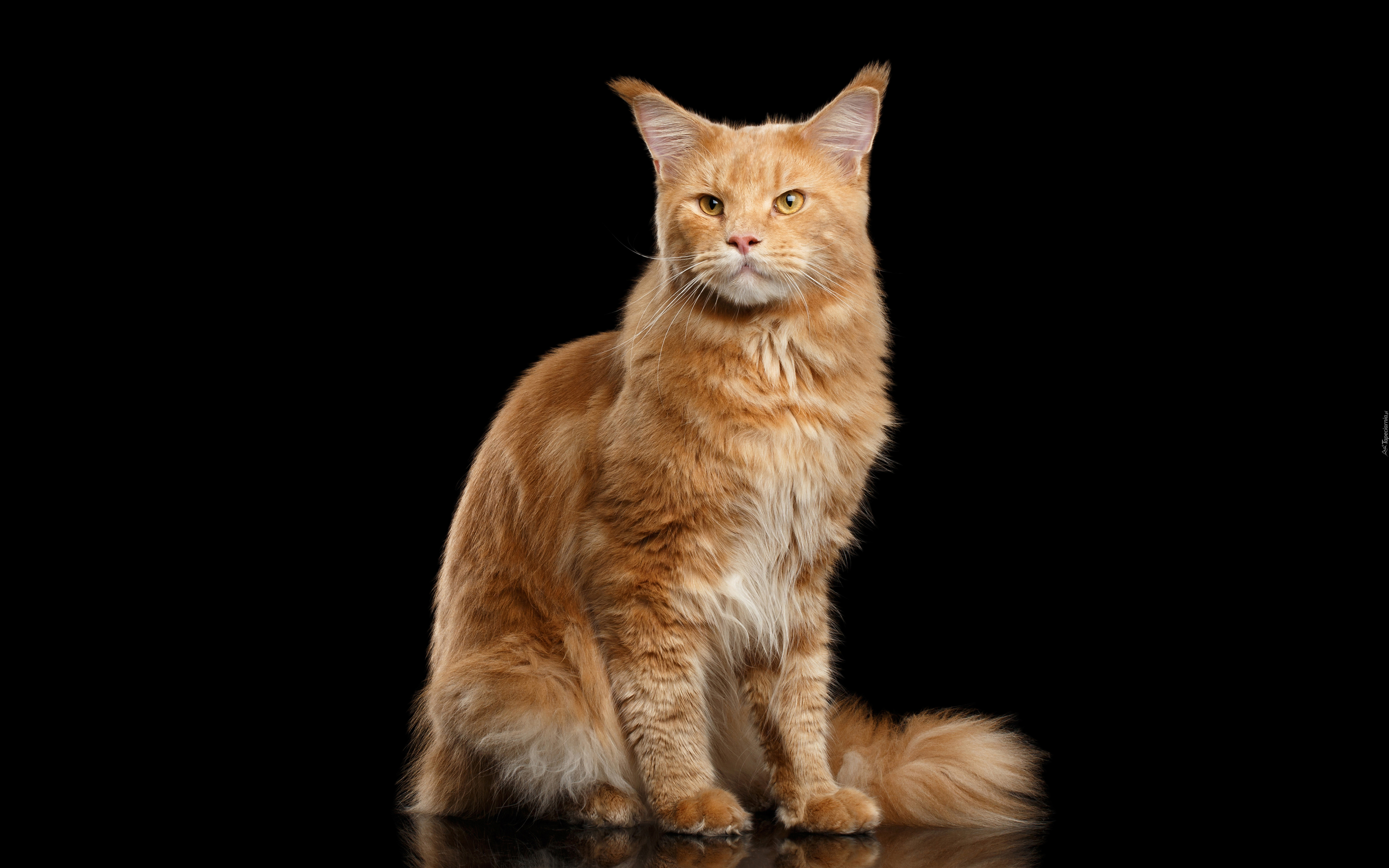 Rudy, Kot, Maine coon