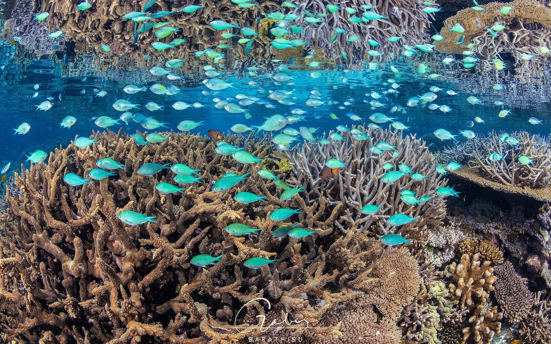 Rafa koralowa, Niebieskie, Ryby, Koralowce