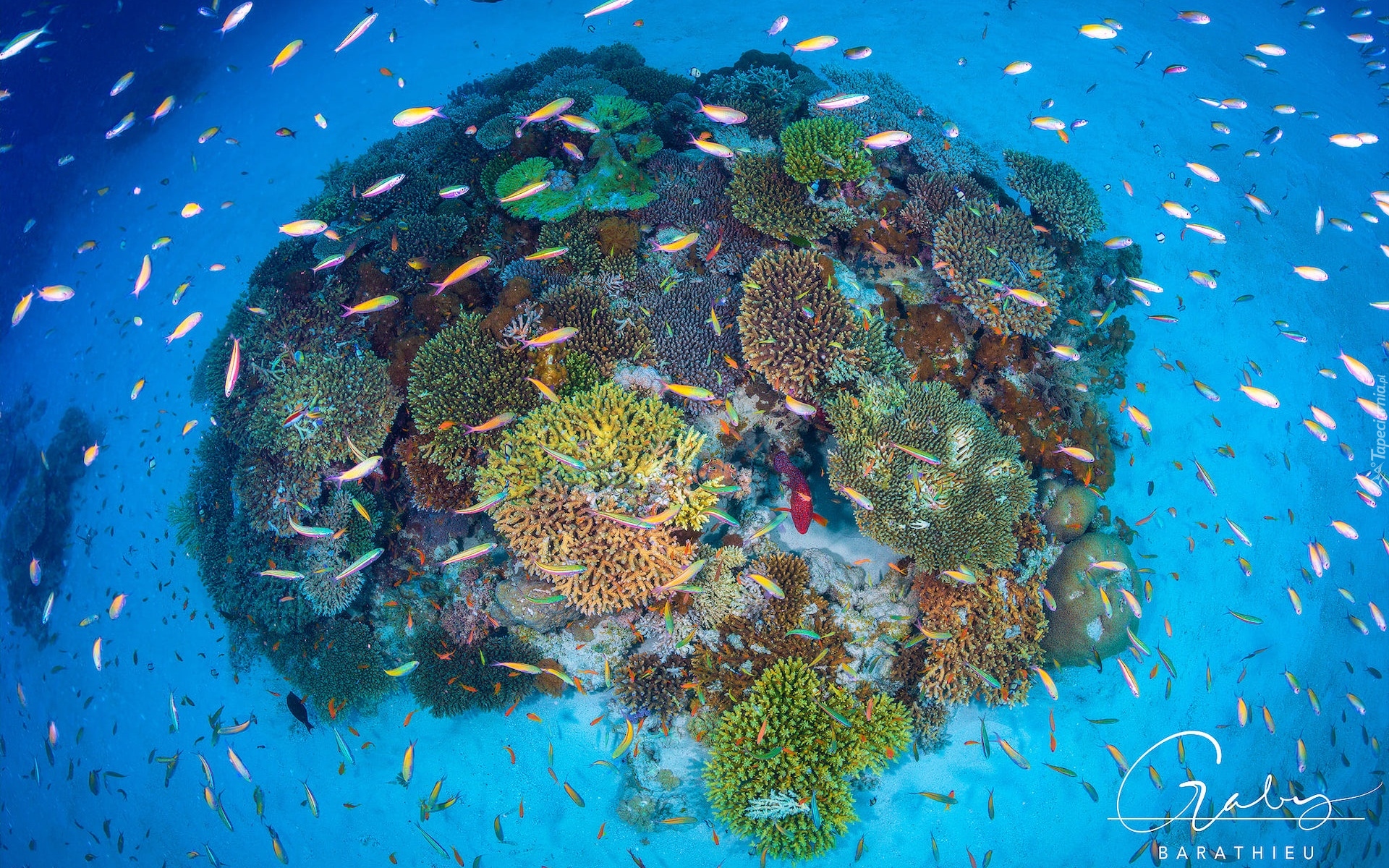 Rafa koralowa, Ocean, Korale, Ryby