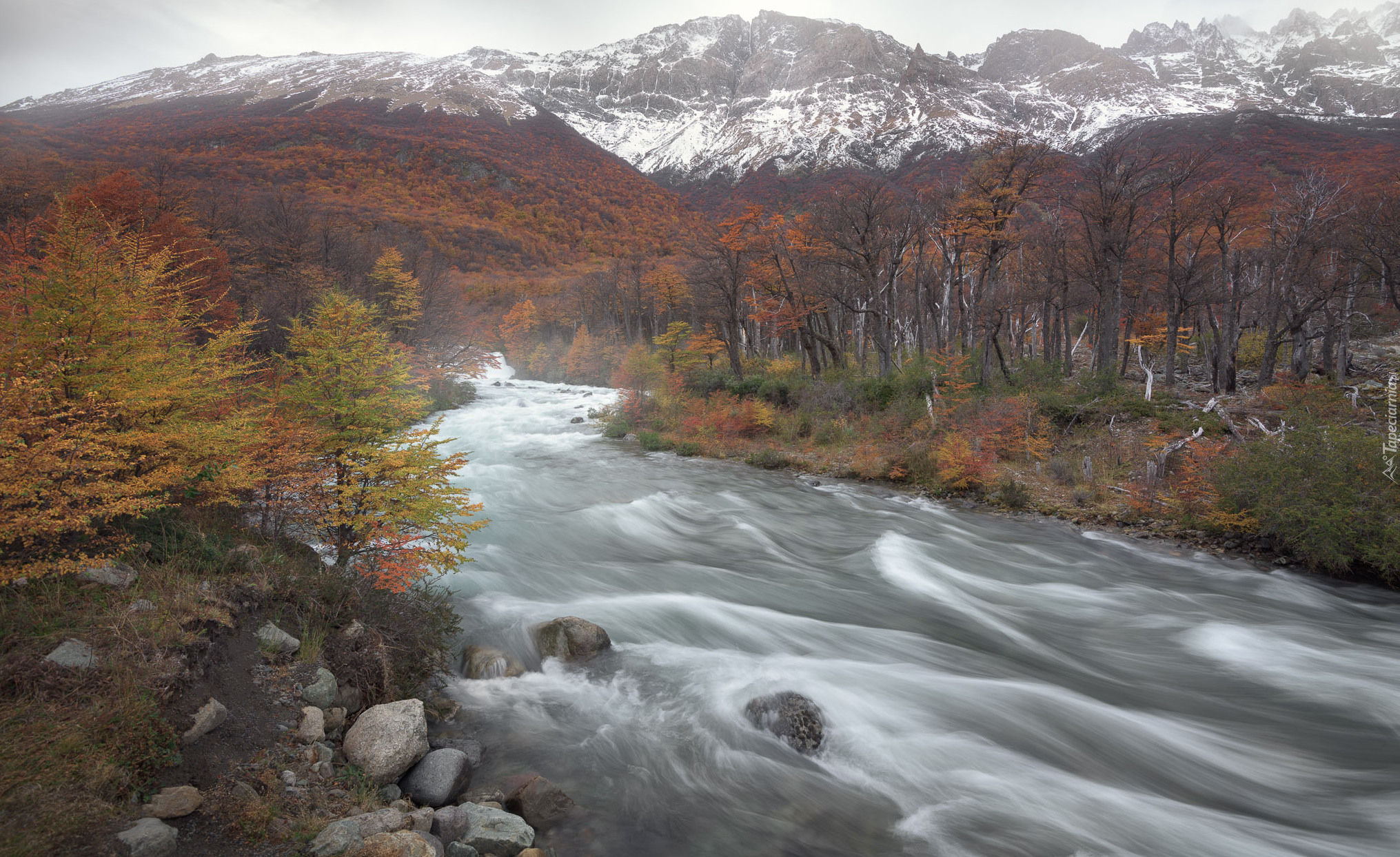 Rzeka Las Vueltas, Góry Andy, Las, Drzewa, Park Narodowy Los Glaciares, Patagonia, Argentyna