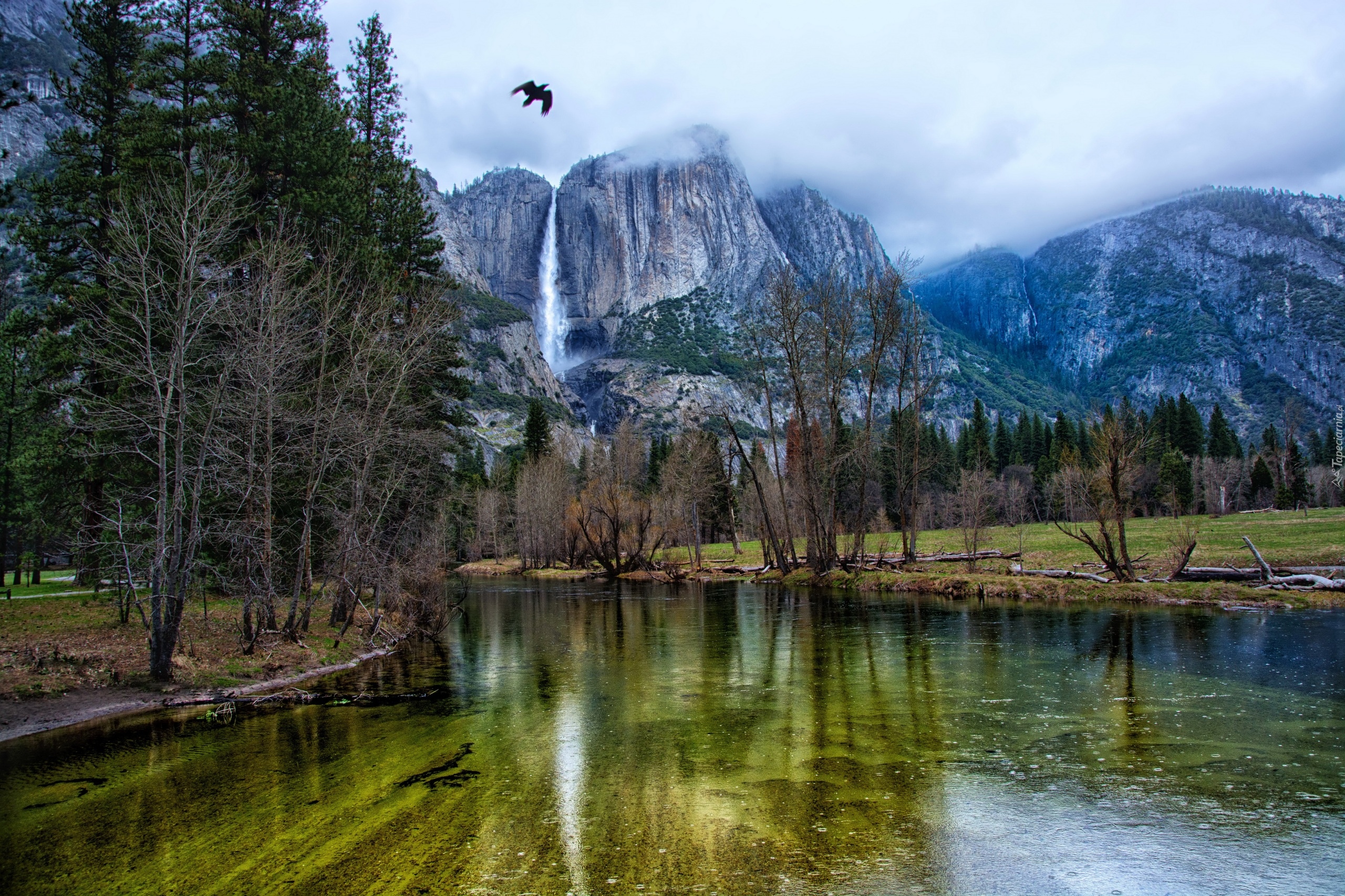 Stany Zjednoczone, Stan Kalifornia, Park Narodowy Yosemite, Rzeka Merced, Góry, Drzewa, Ptak