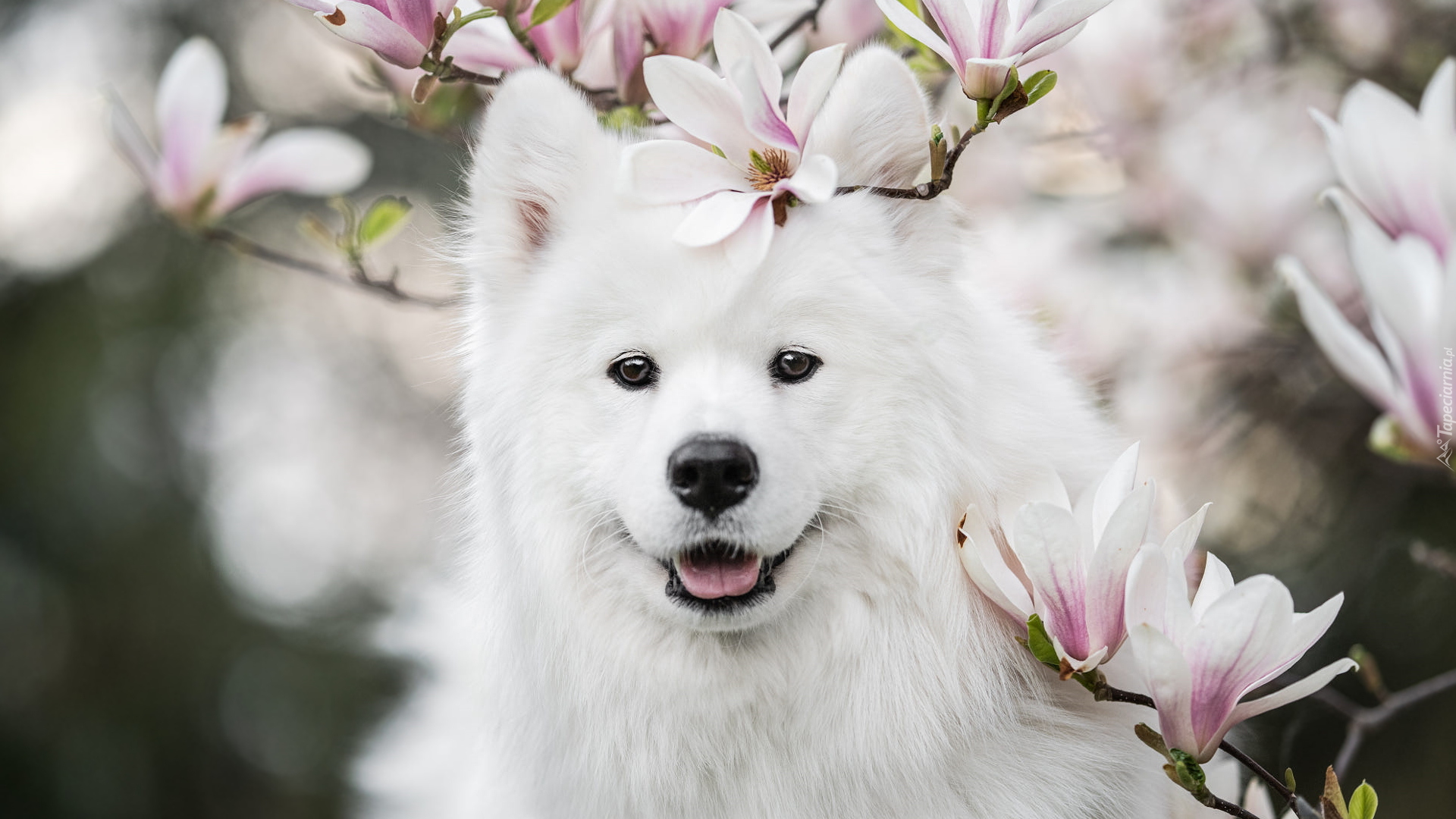 Biały, Pies, Uśmiech, Samojed, Kwiaty, Magnolia