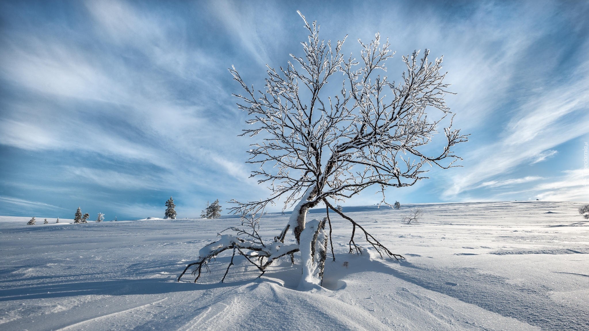Zima, Śnieg, Samotne, Drzewo