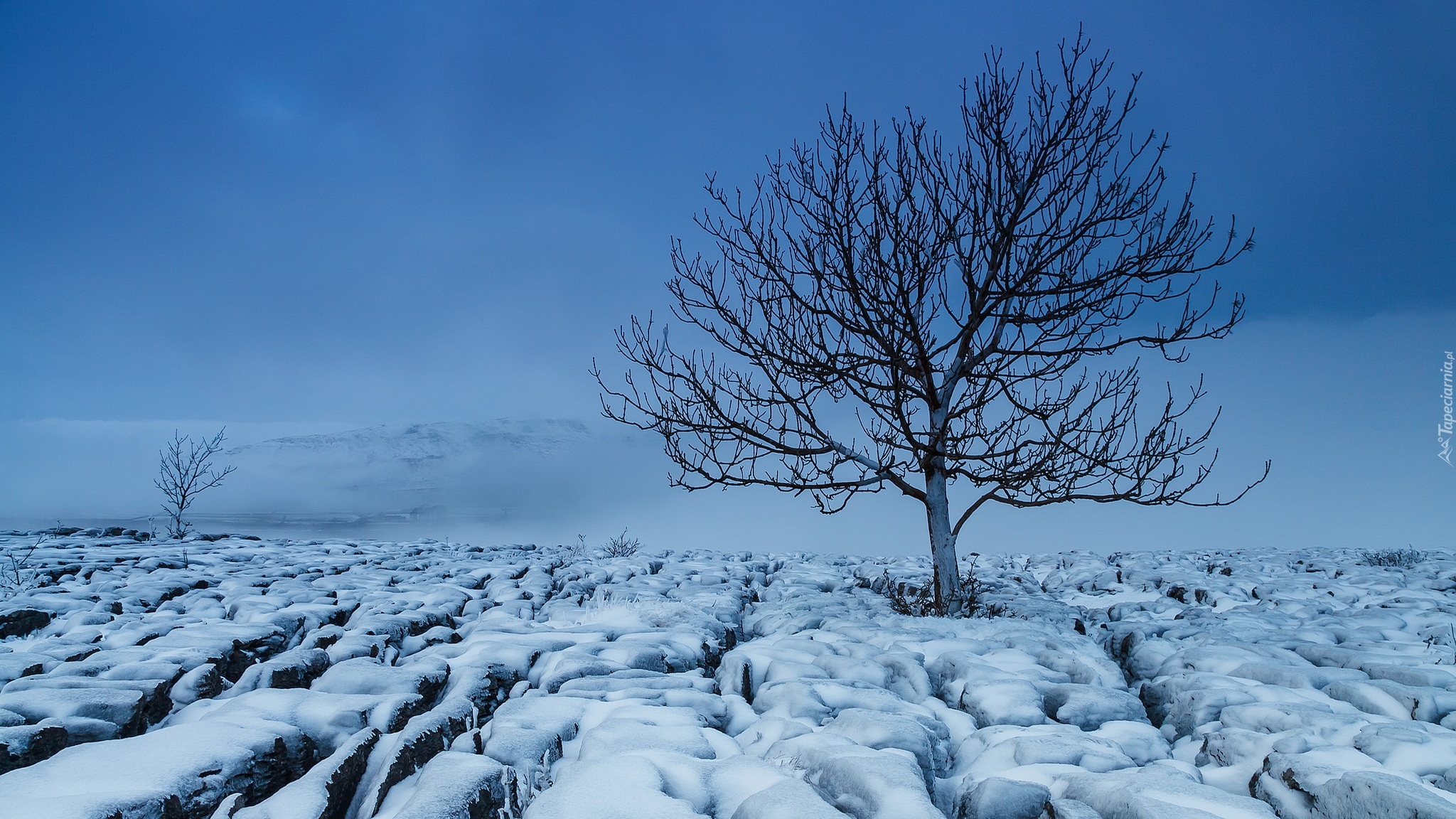 Zima, Śnieg, Drzewo, Mgła