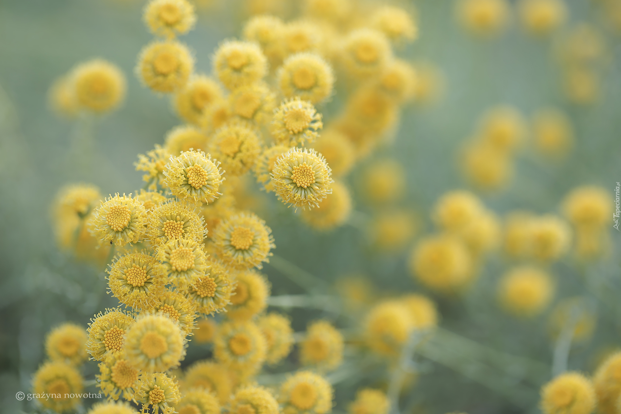 Santolina cyprysikowata, Żółte, Kwiaty