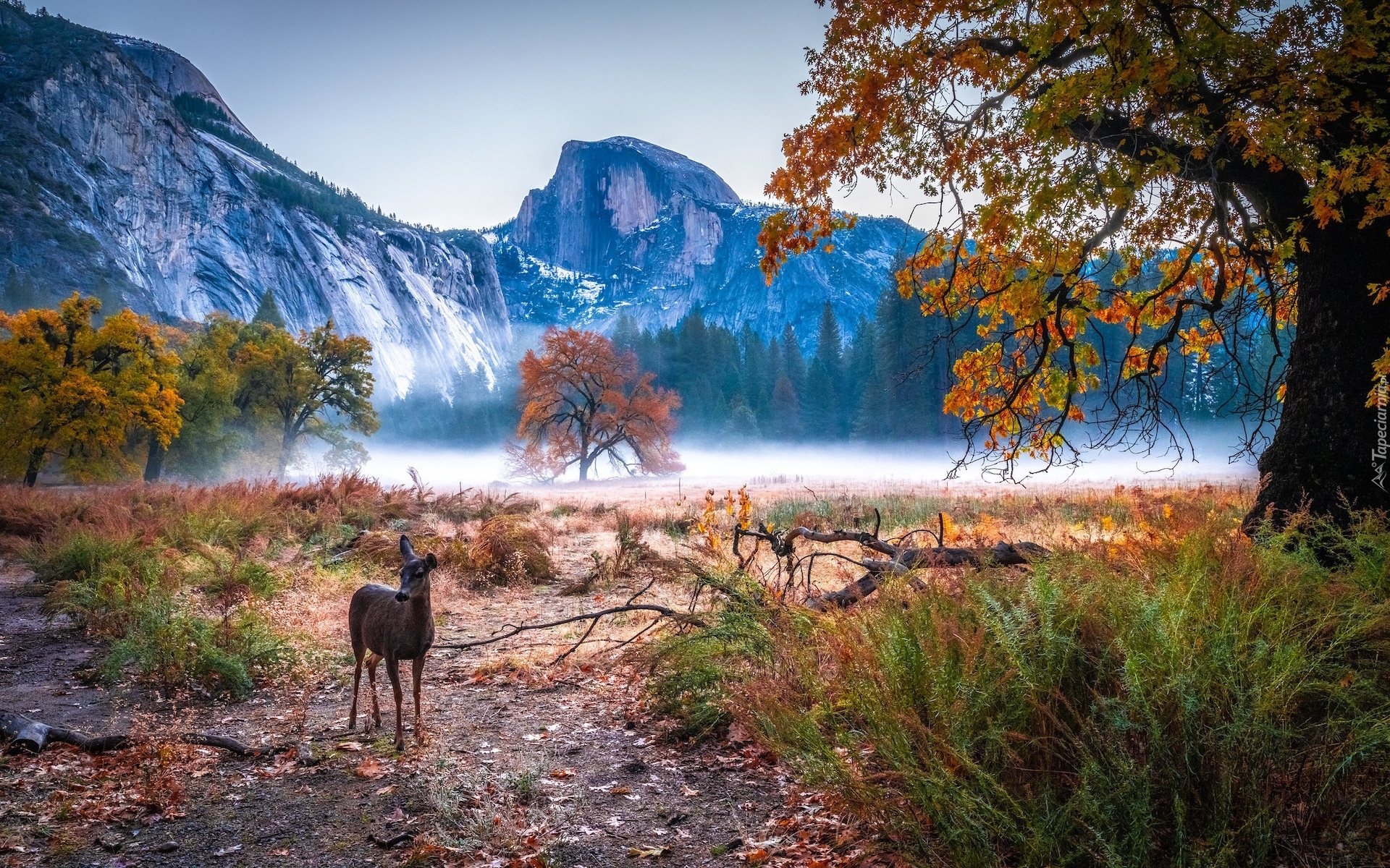 Stany Zjednoczone, Kalifornia, Park Narodowy Yosemite, Góry, Jesień, Mgła, Drzewa, Sarna, Konar