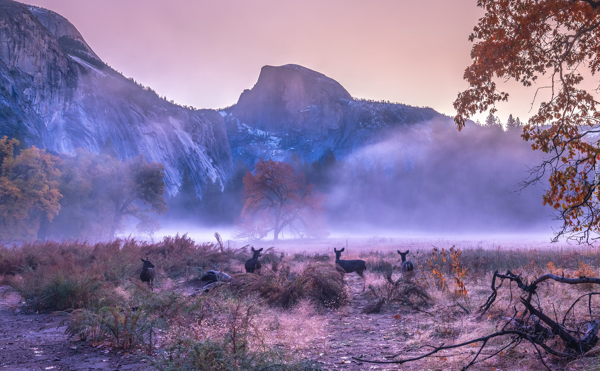 Stany Zjednoczone, Kalifornia, Park Narodowy Yosemite, Góry, Jesień, Mgła, Drzewa, Sarny