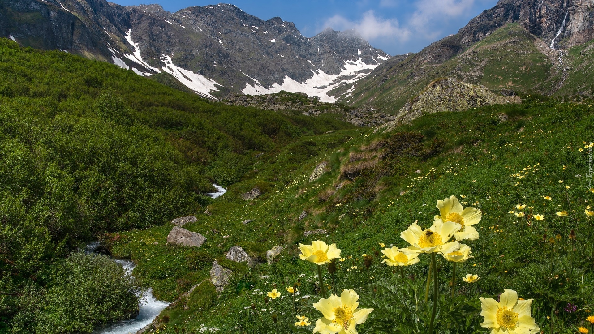 Góry, Alpy Pennińskie, Rzeka, Rośliny, Żółte, Kwiaty, Sasanki alpejskie, Włochy