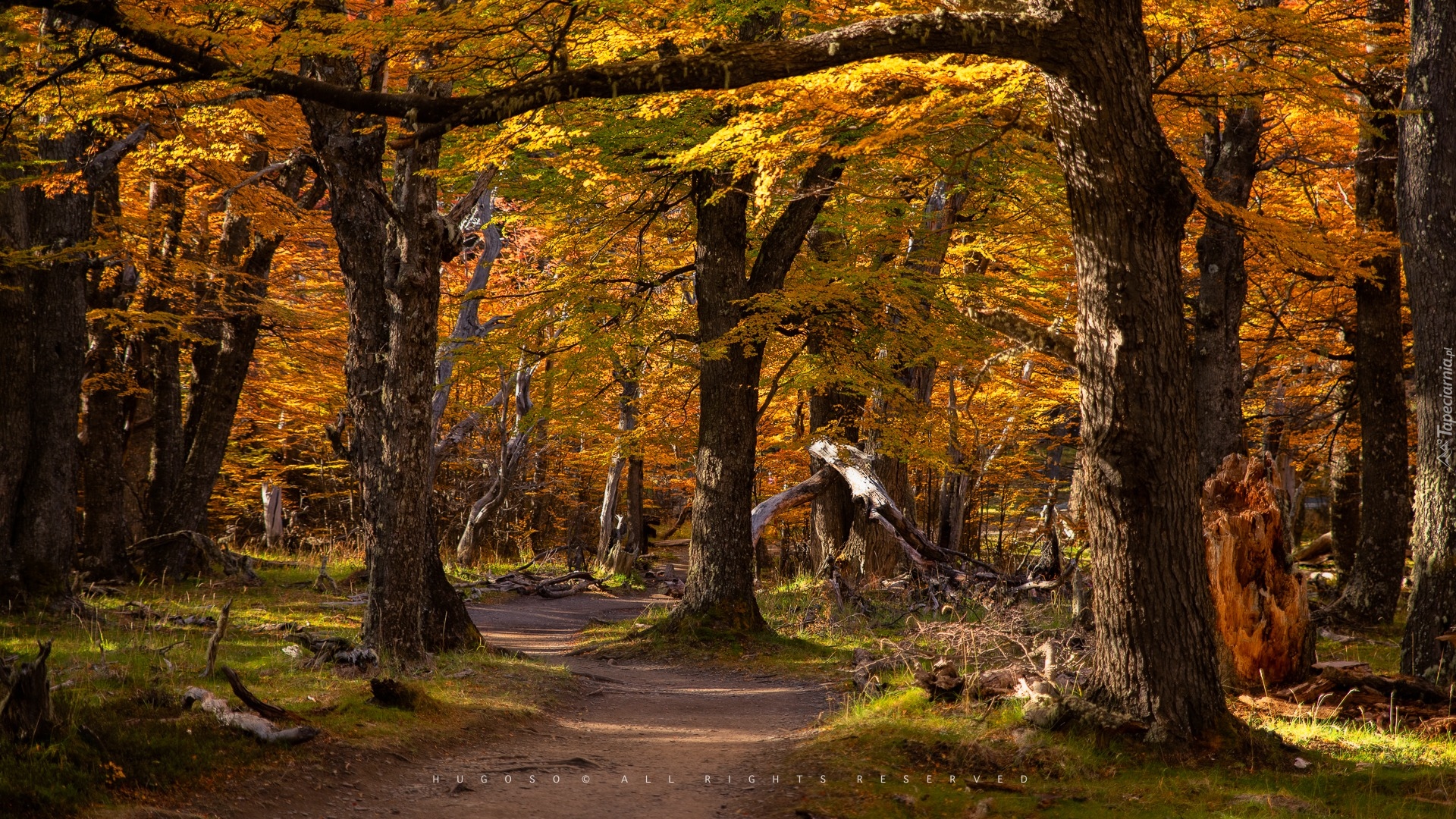 Las, Drzewa, Jesień, Ścieżka, Pożółkłe, Liście