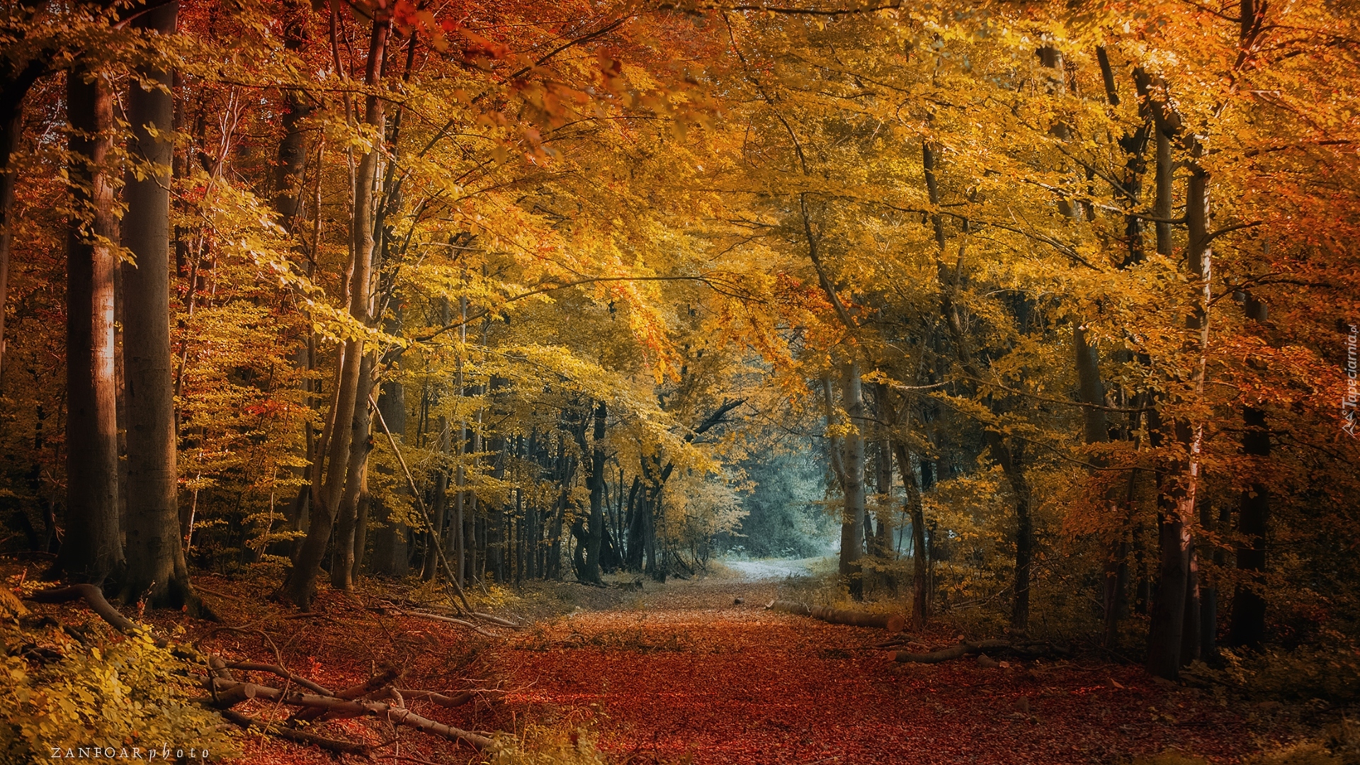 Jesień, Drzewa, Las, Droga, Ścieżka