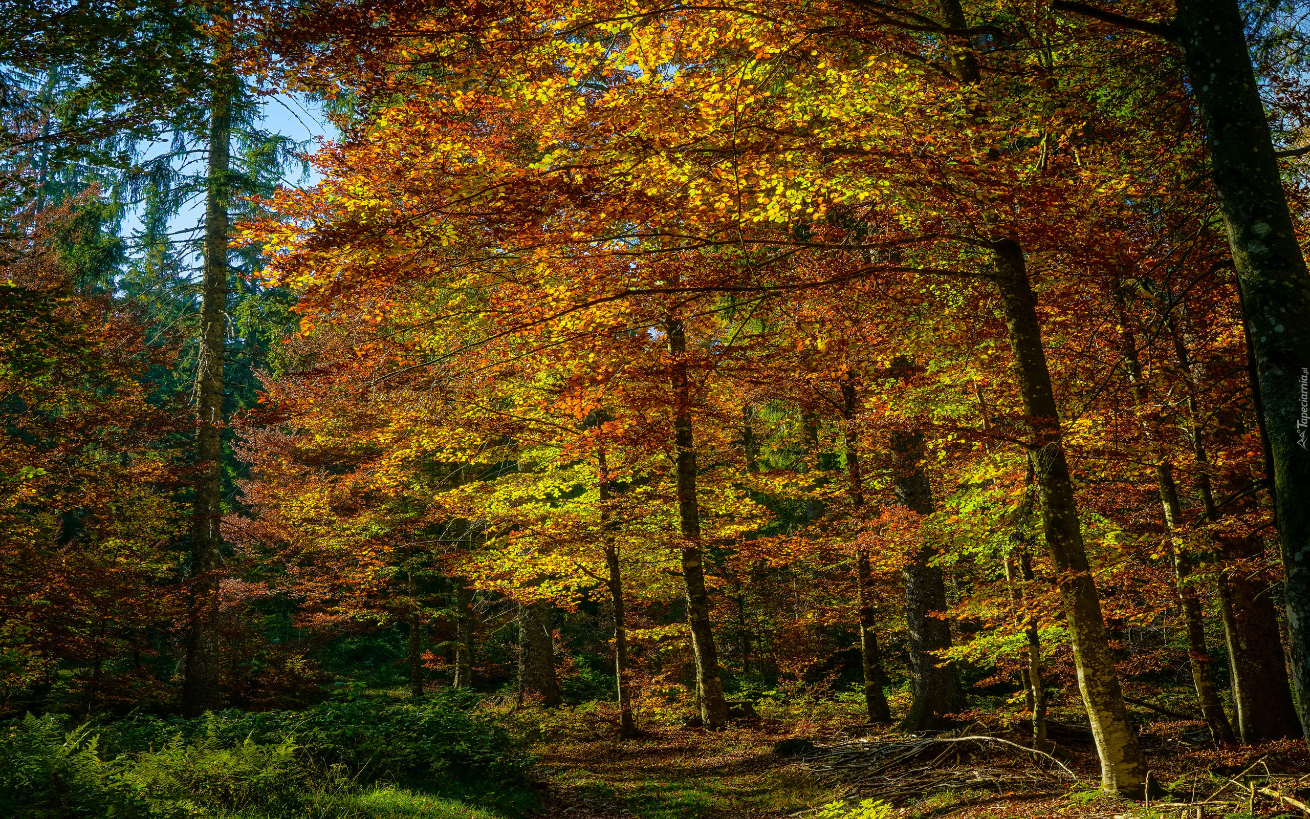 Jesień, Las, Ścieżka, Pożółkłe, Drzewa