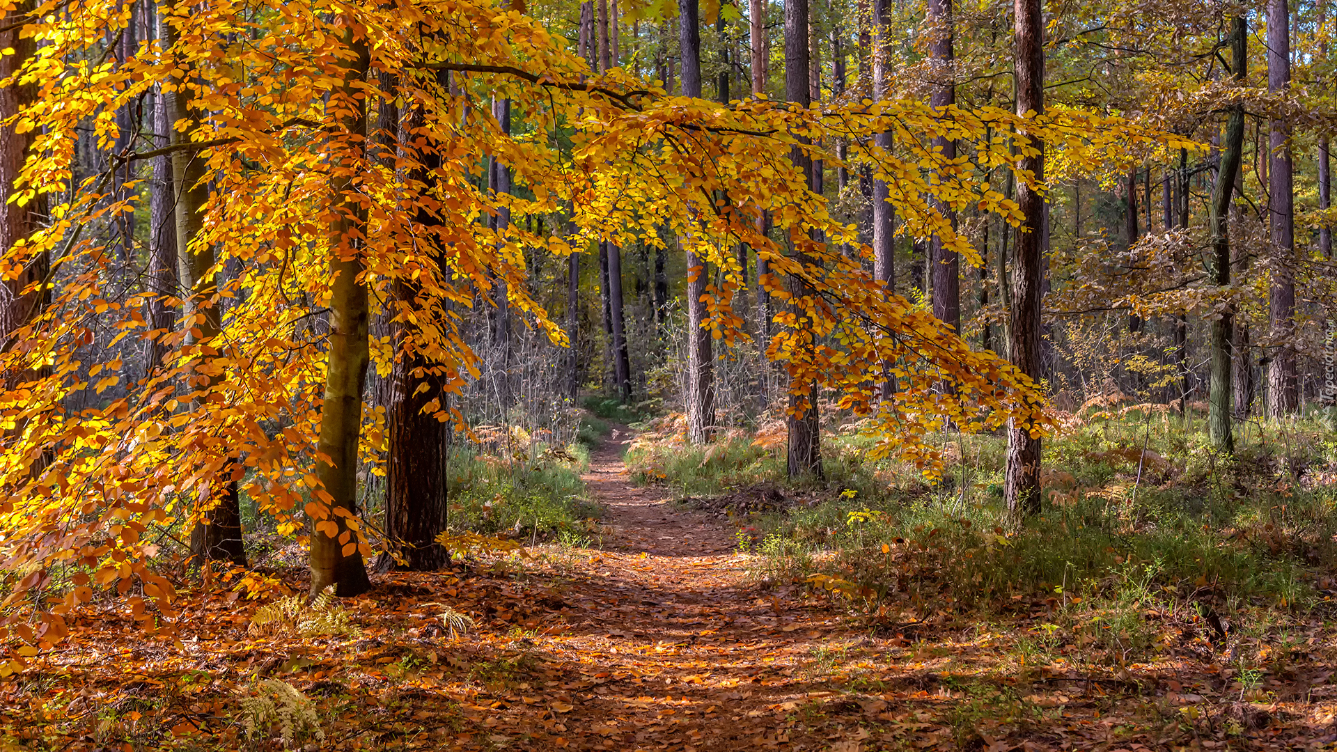 Drzewa, Las, Ścieżka, Jesień