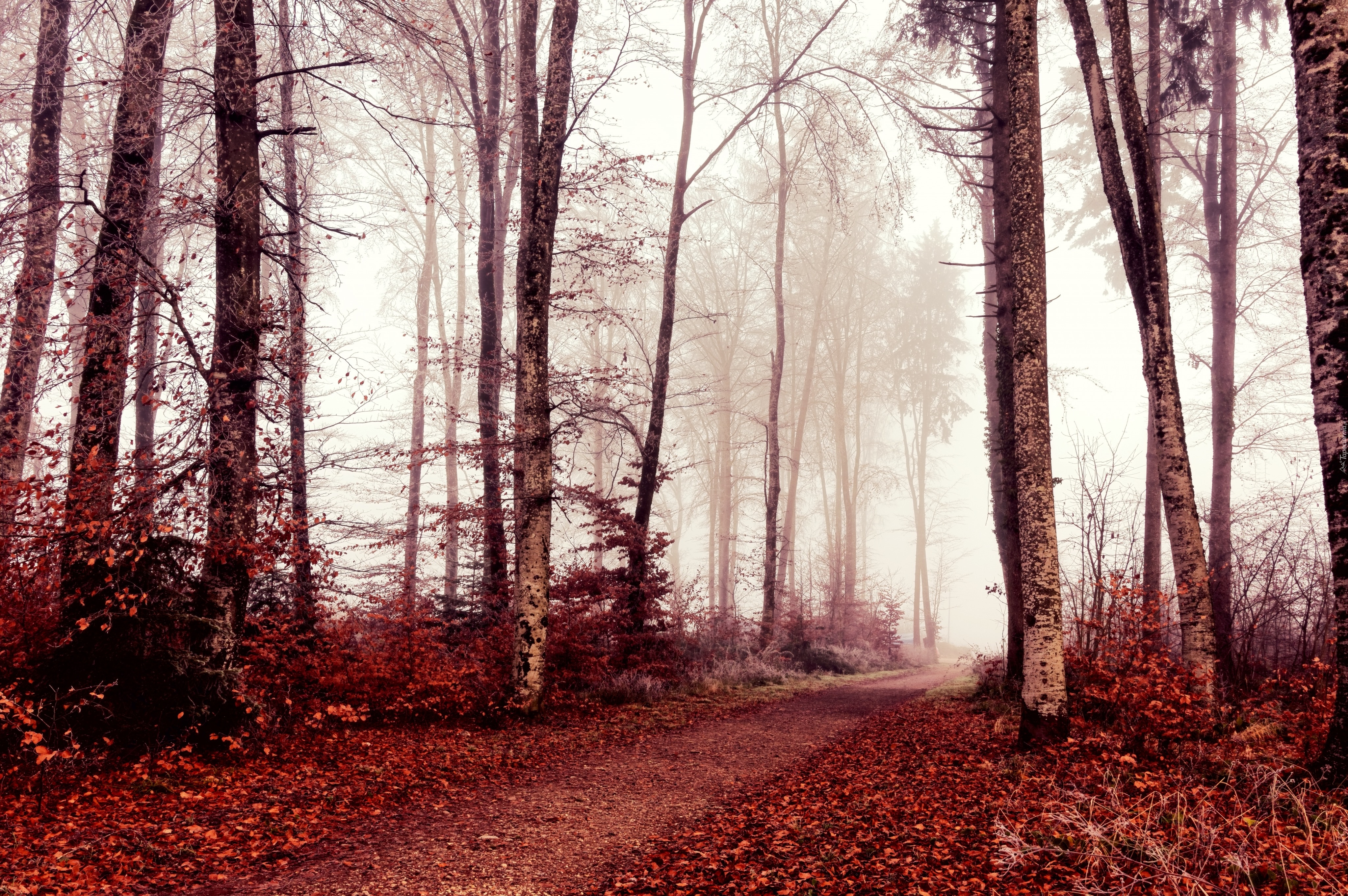 Jesień, Drzewa, Liście, Mgła, Ścieżka