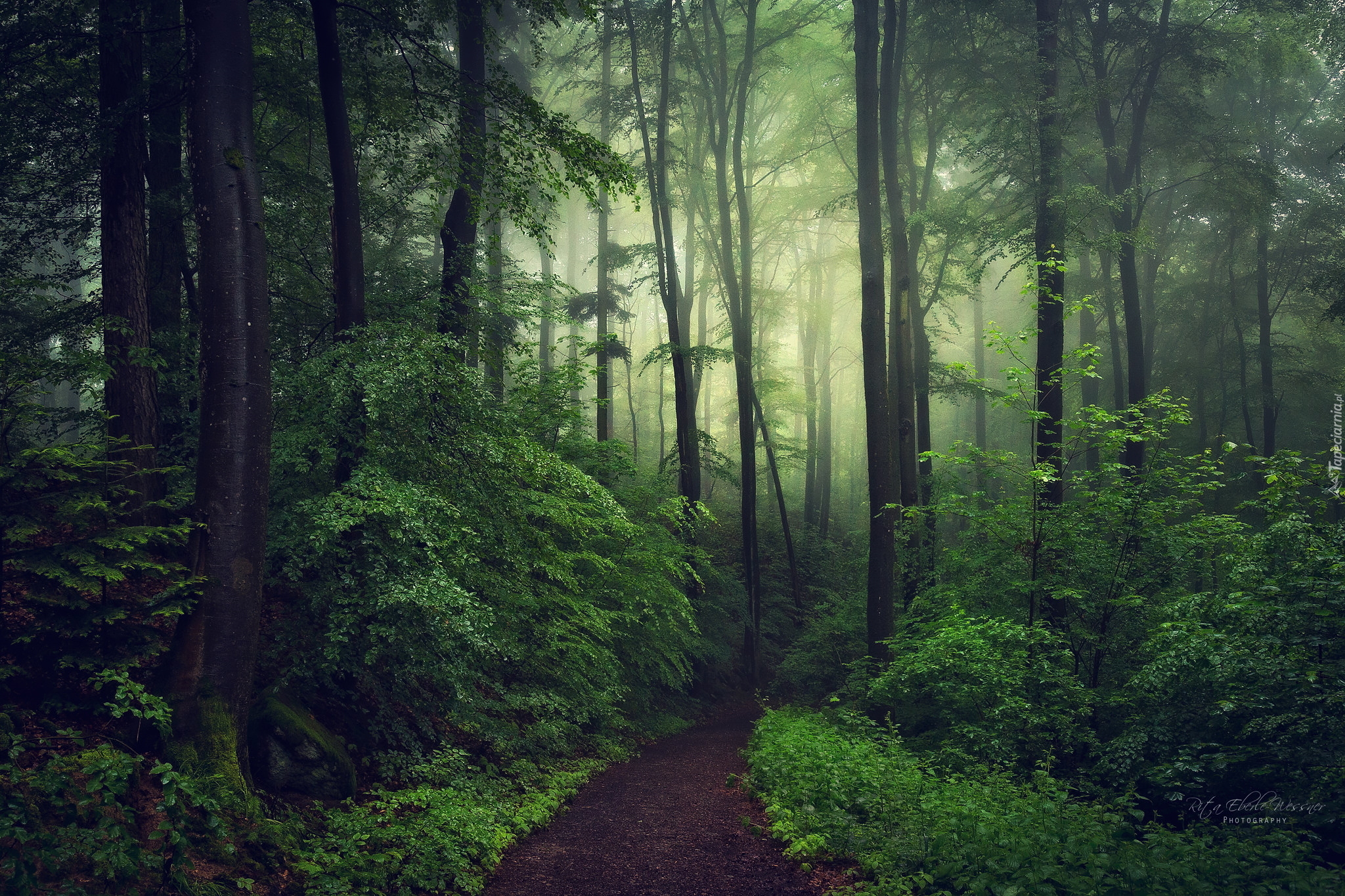 Las, Zielone, Drzewa, Krzewy, Mgła, Ścieżka
