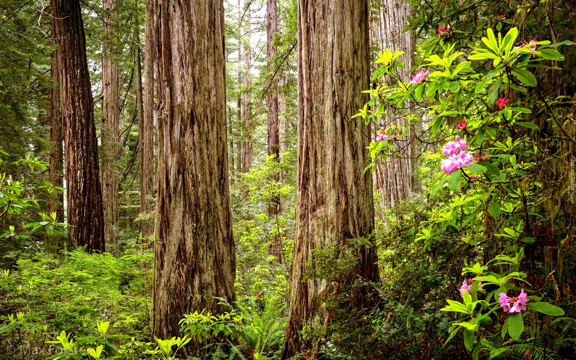Stany Zjednoczone, Kalifornia, Park Narodowy Redwood, Drzewa, Sekwoje, Różanecznik