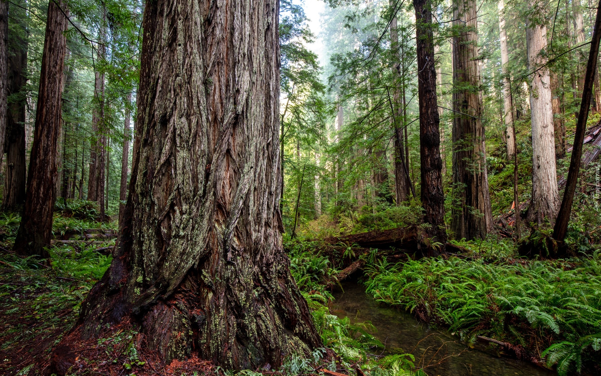 Las, Drzewa, Sekwoje, Paprocie, Park stanowy, Prairie Creek Redwood State Park, Kalifornia, Stany Zjednoczone