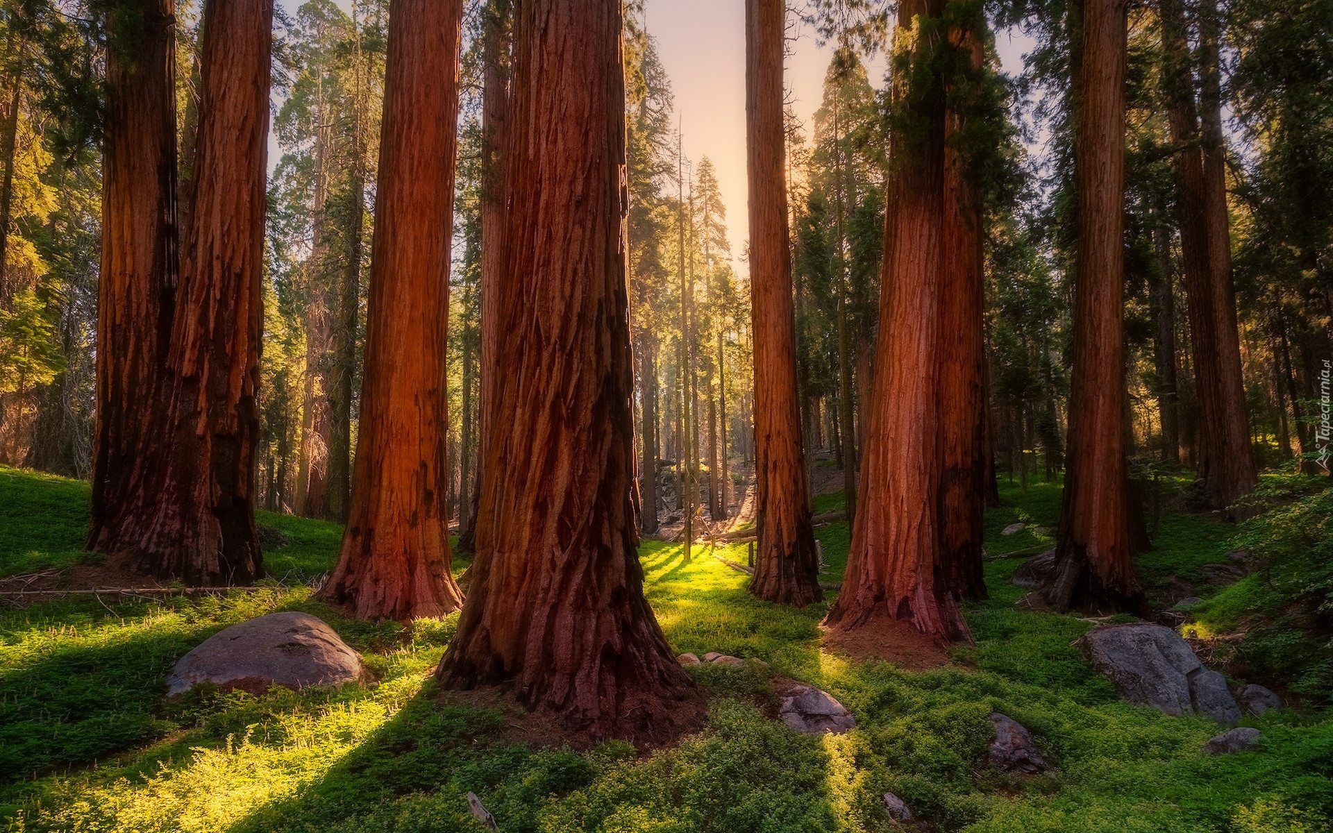 Las, Drzewa, Sekwoje, Park Narodowy Sekwoi, Kalifornia, Stany Zjednoczone