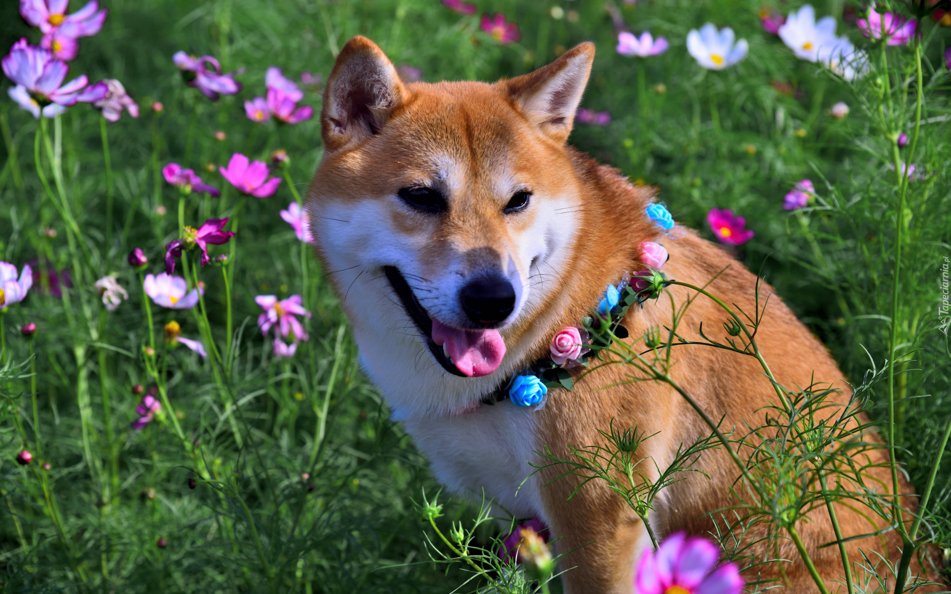 Pies, Shiba inu, Obroża, Kwiaty, Kosmea