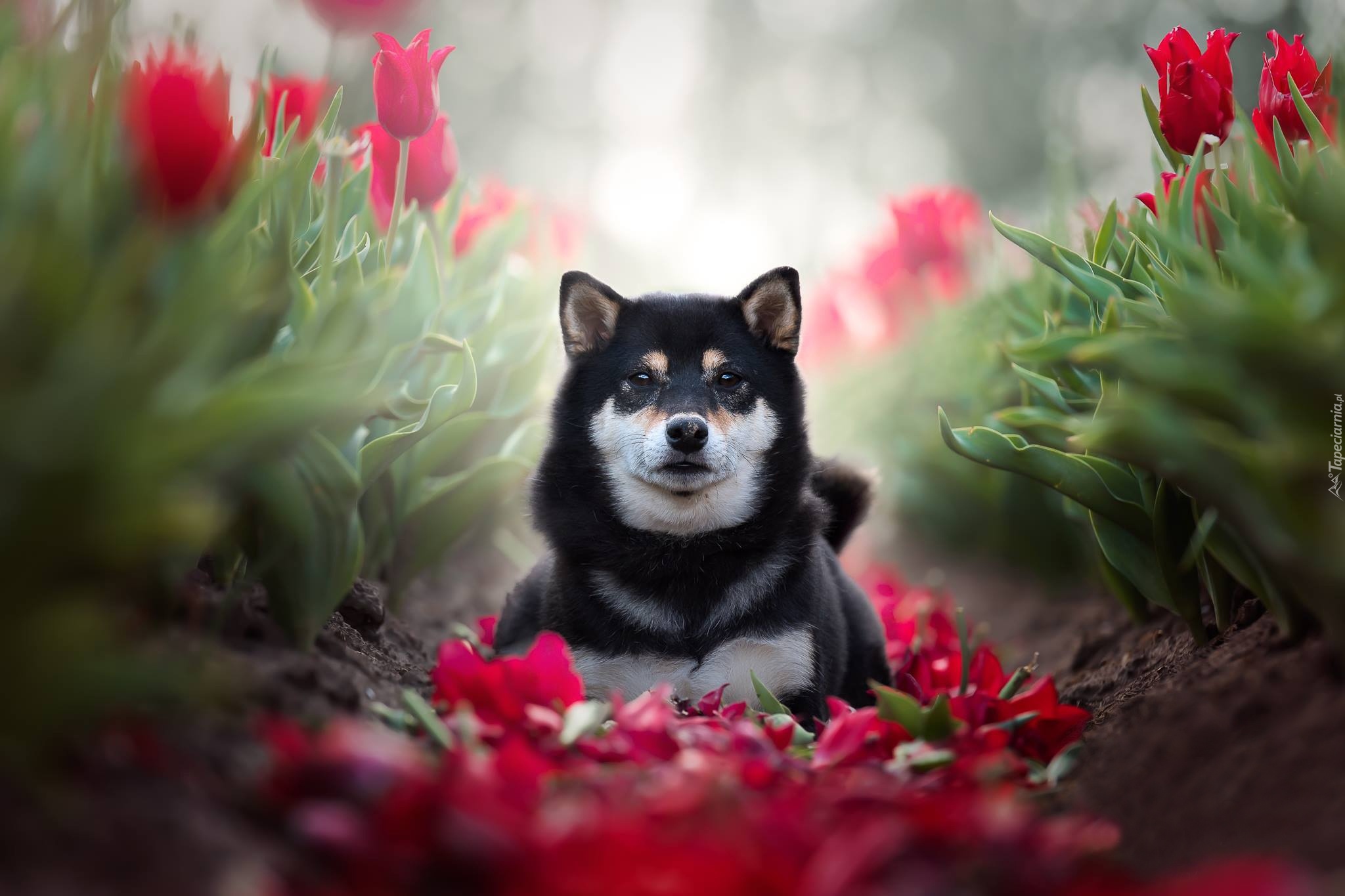 Pies, Shiba inu, Tulipany