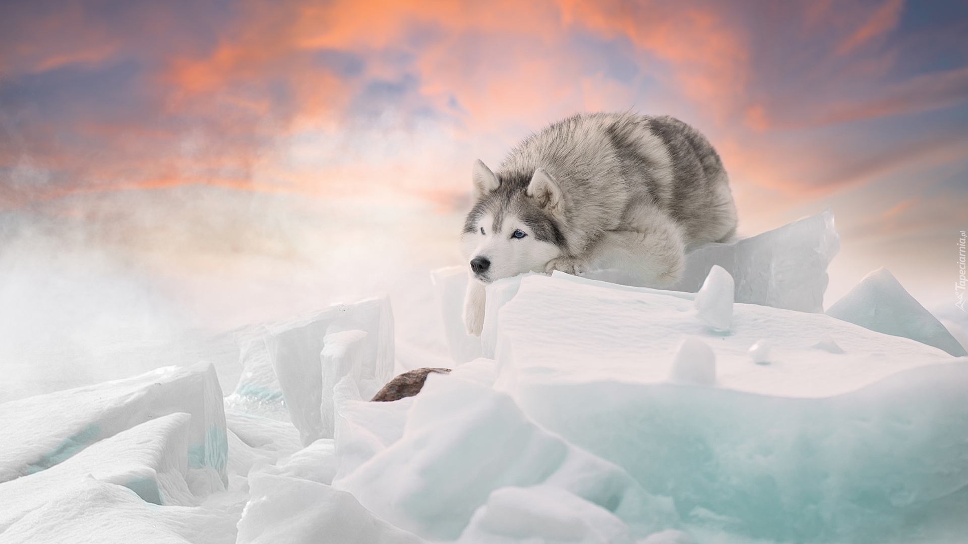 Pies, Siberian husky, Śnieg, Bryły, Zima