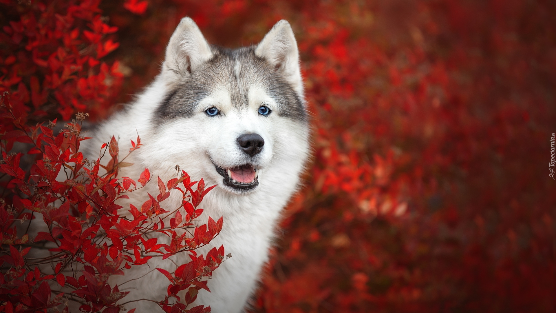 Pies, Siberian husky, Krzew, Czerwone, Liście