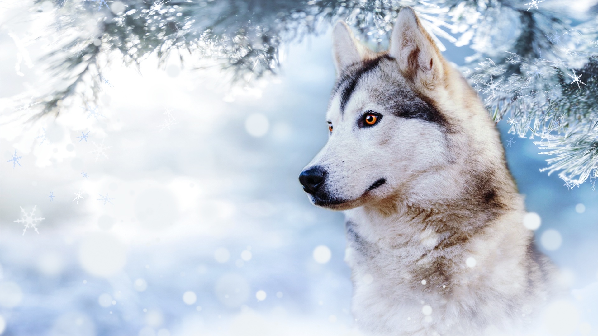 Pies, Siberian husky, Zima, Śnieg, Gałąź, Profil