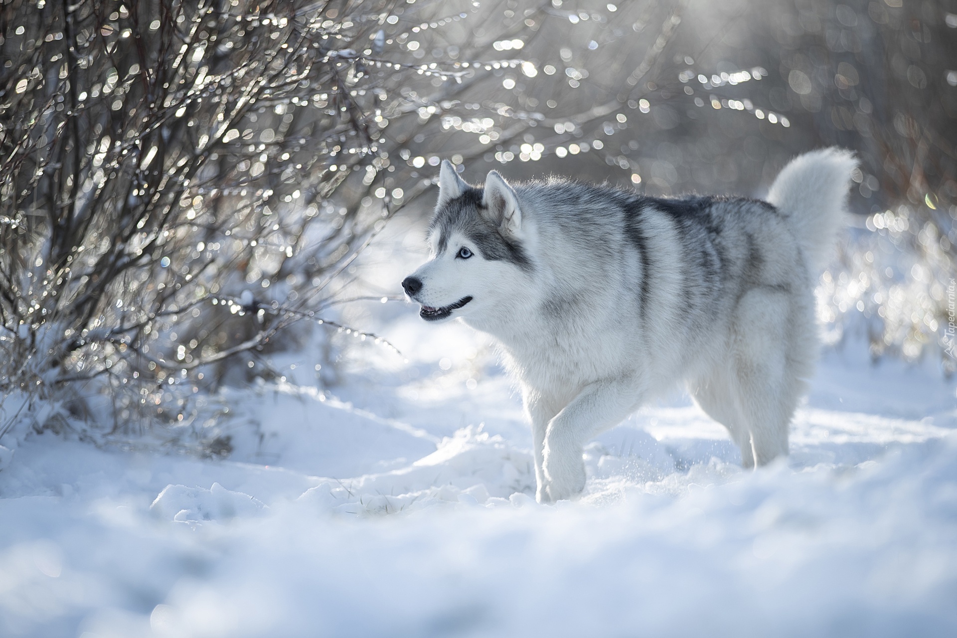 Pies, Siberian husky, Śnieg