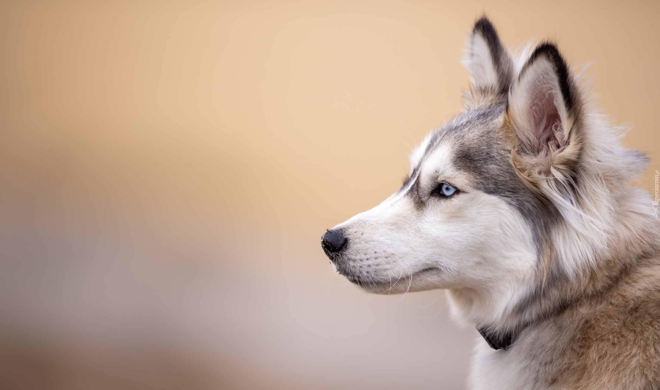 Pies, Siberian husky, Głowa, Profil