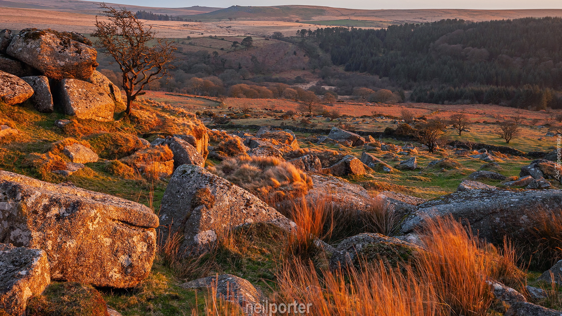 Park Narodowy Dartmoor, Skały, Wzgórza, Kamienie, Drzewo, Trawa, Hrabstwo Devon, Anglia