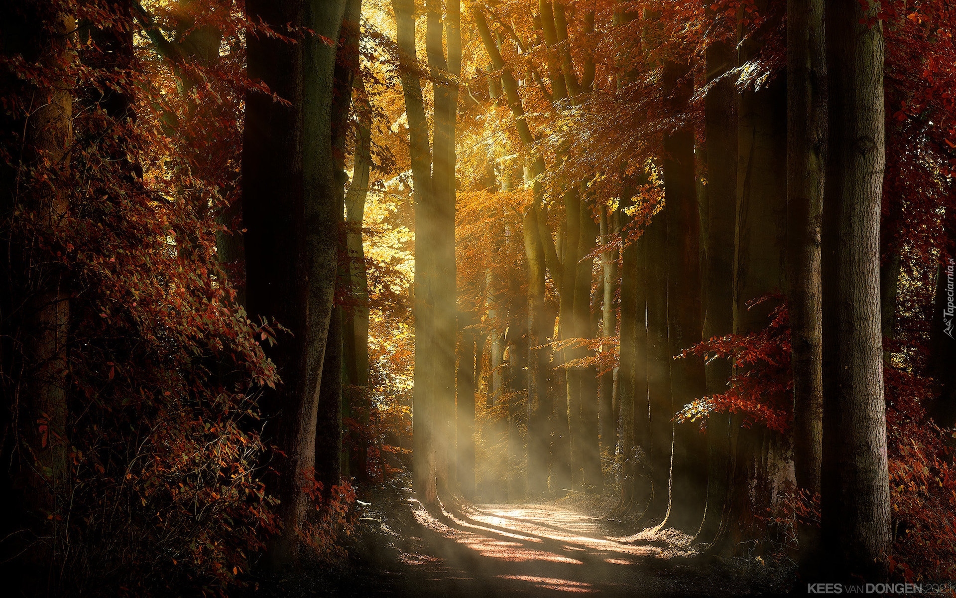 Las, Drzewa, Jesień, Przebijające światło, Droga