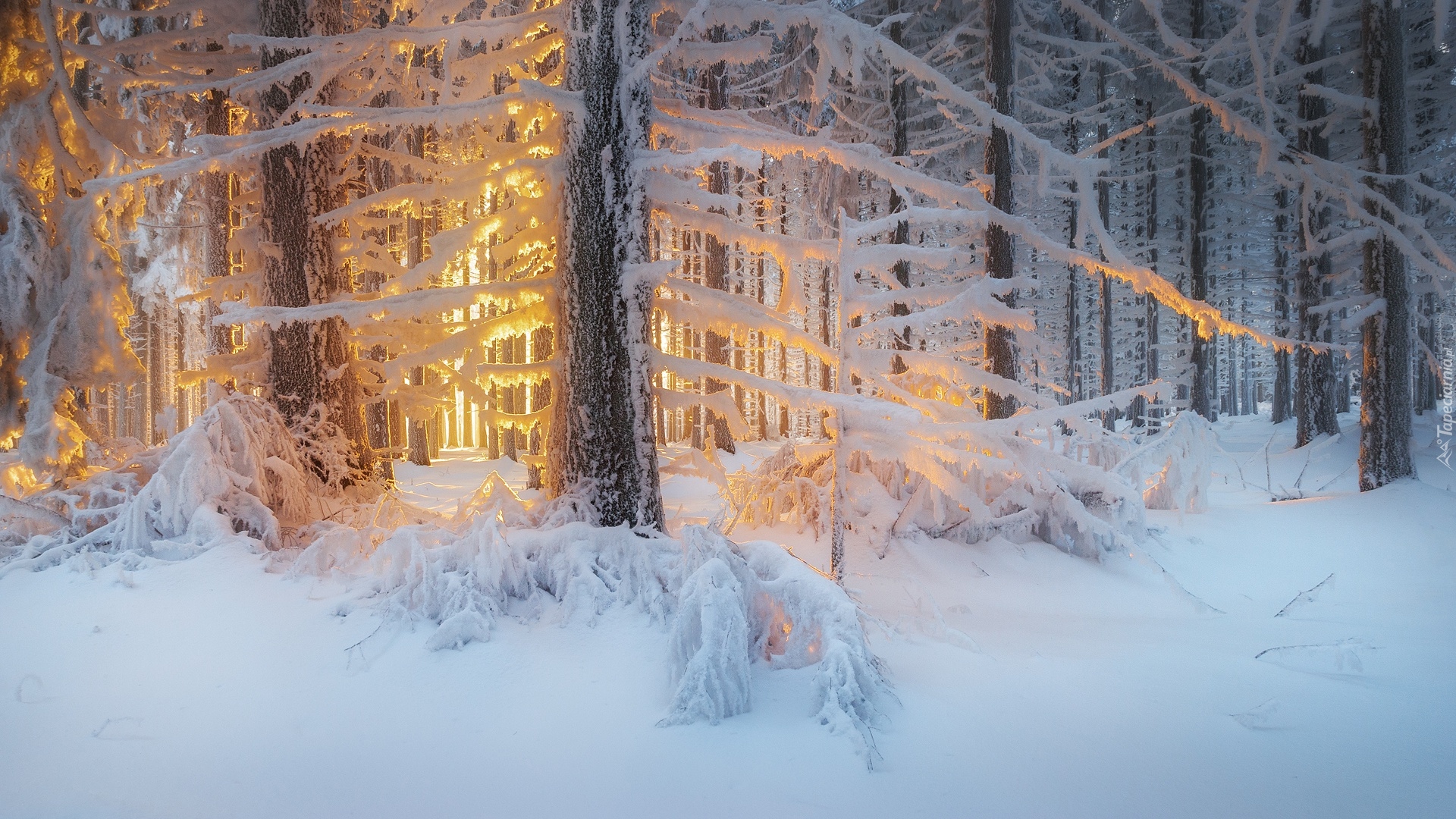 Zima, Las, Drzewa, Przebijające światło
