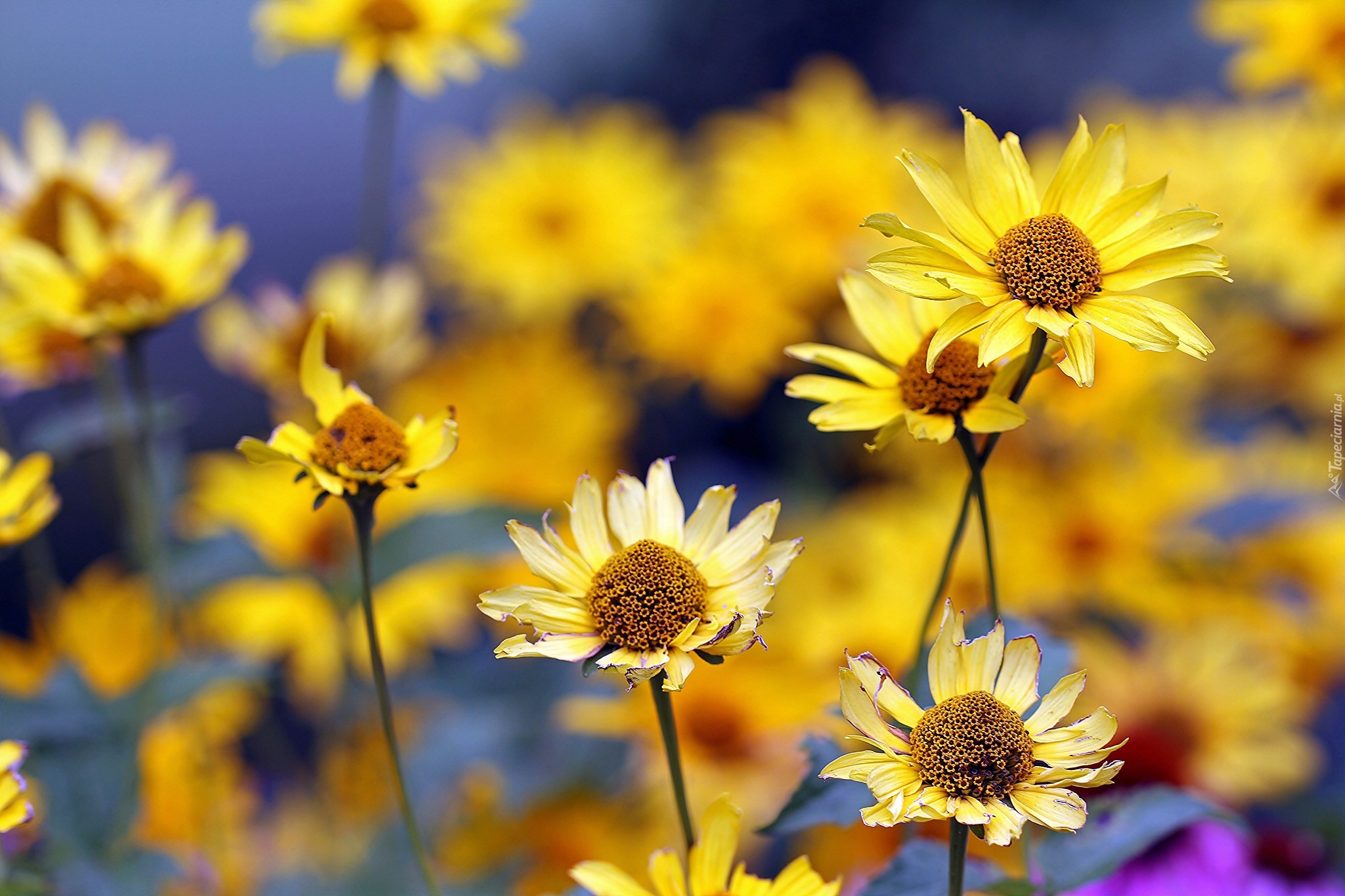 Kwiaty, Żółte, Słoneczniczki szorstkie